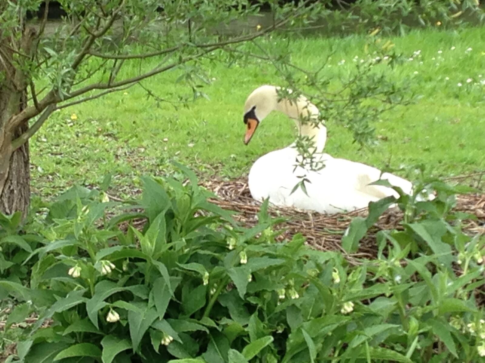 iPhone 5c back camera 4.12mm f/2.4 sample photo. Swan, on, nest photography