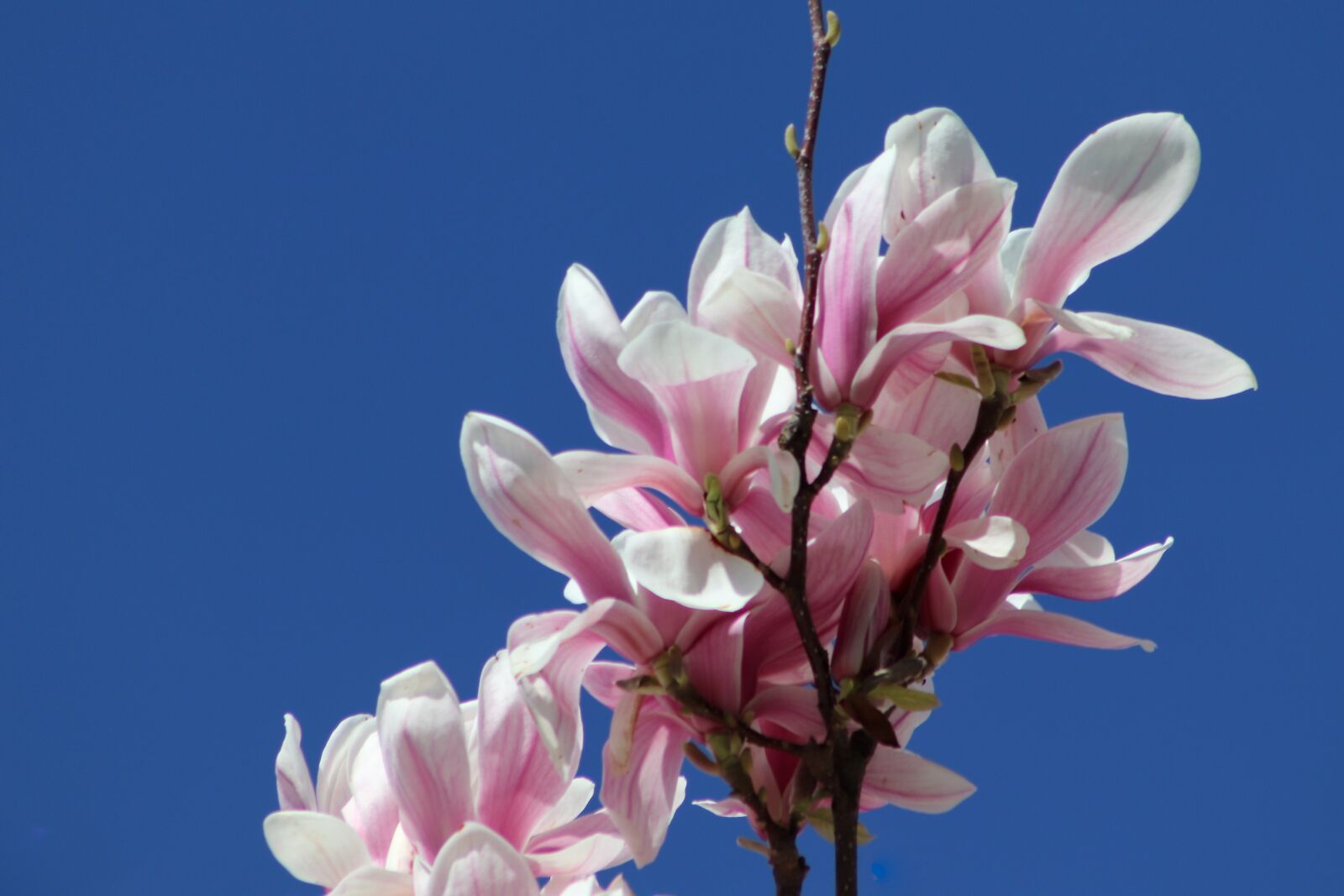 Canon EOS 77D (EOS 9000D / EOS 770D) sample photo. Magnolia, tulip magnolia, flowers photography