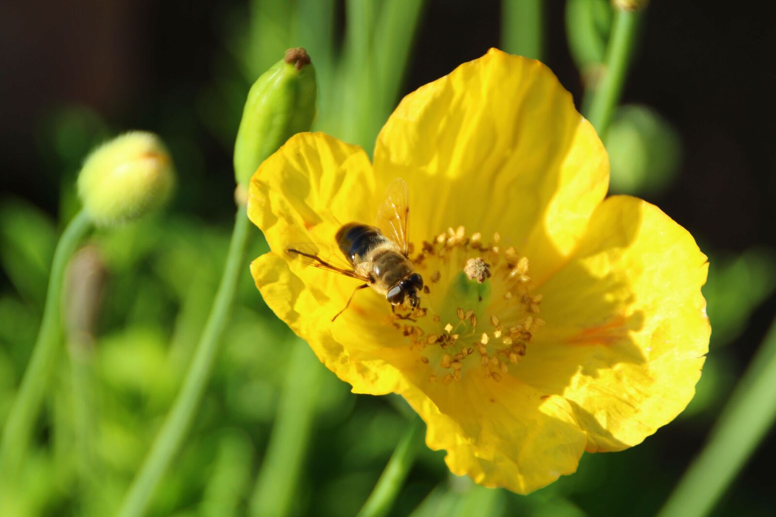 Canon EOS 1200D (EOS Rebel T5 / EOS Kiss X70 / EOS Hi) sample photo. Poppy, yellow, blossom photography