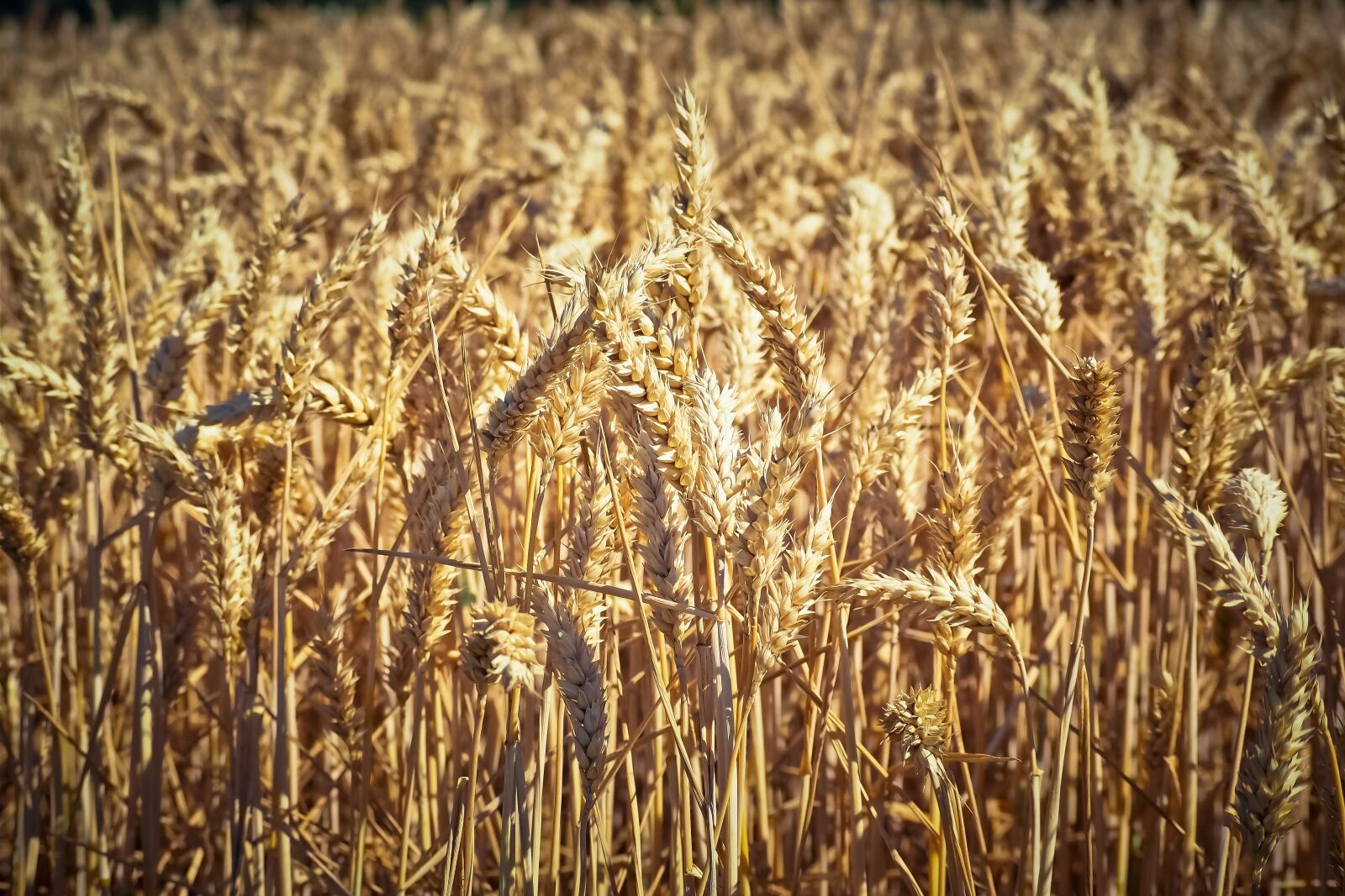 Olympus OM-D E-M10 sample photo. Field, wheat, summer photography