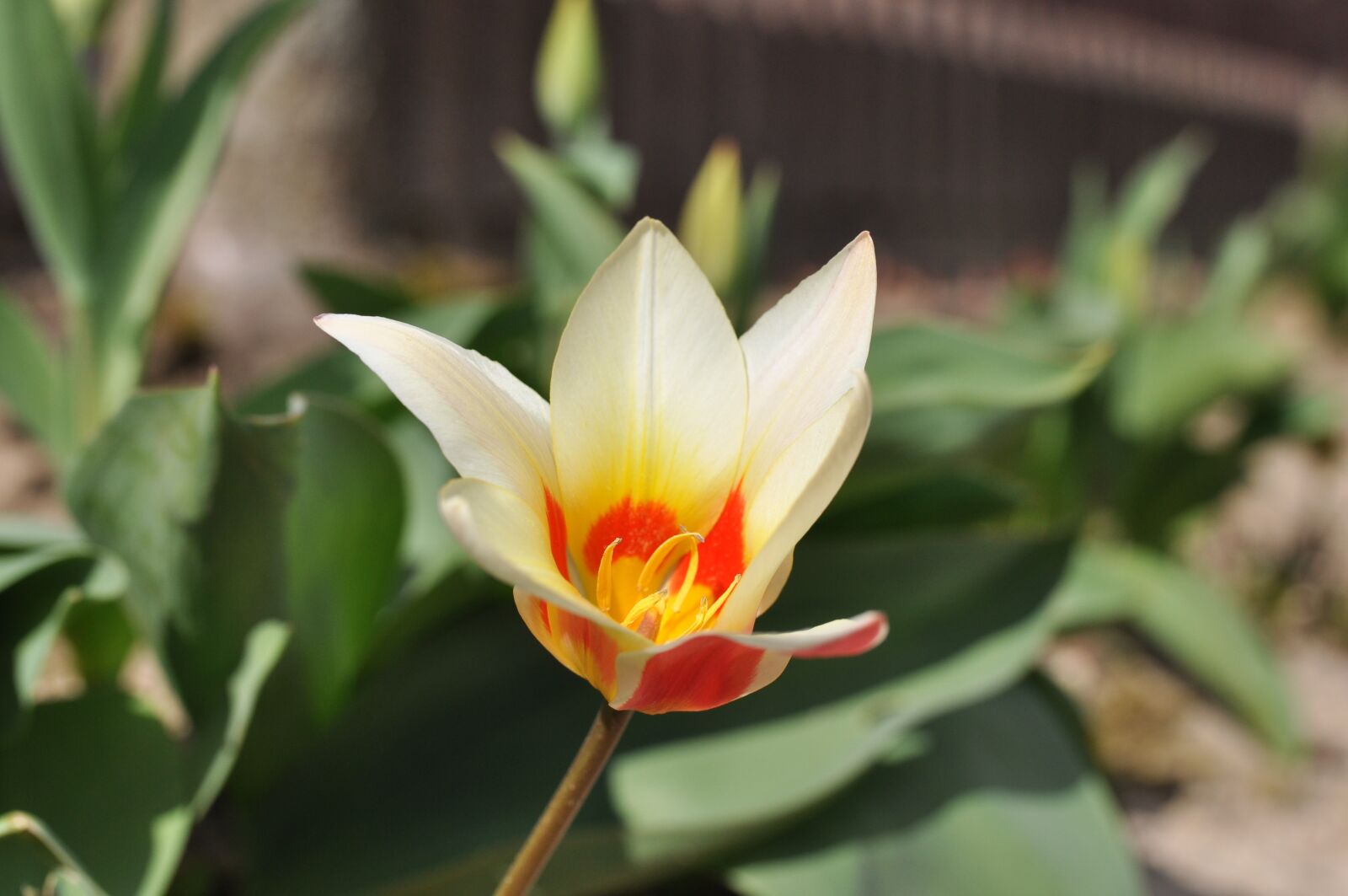 Nikon D90 sample photo. Spring braid, tulip, blossom photography