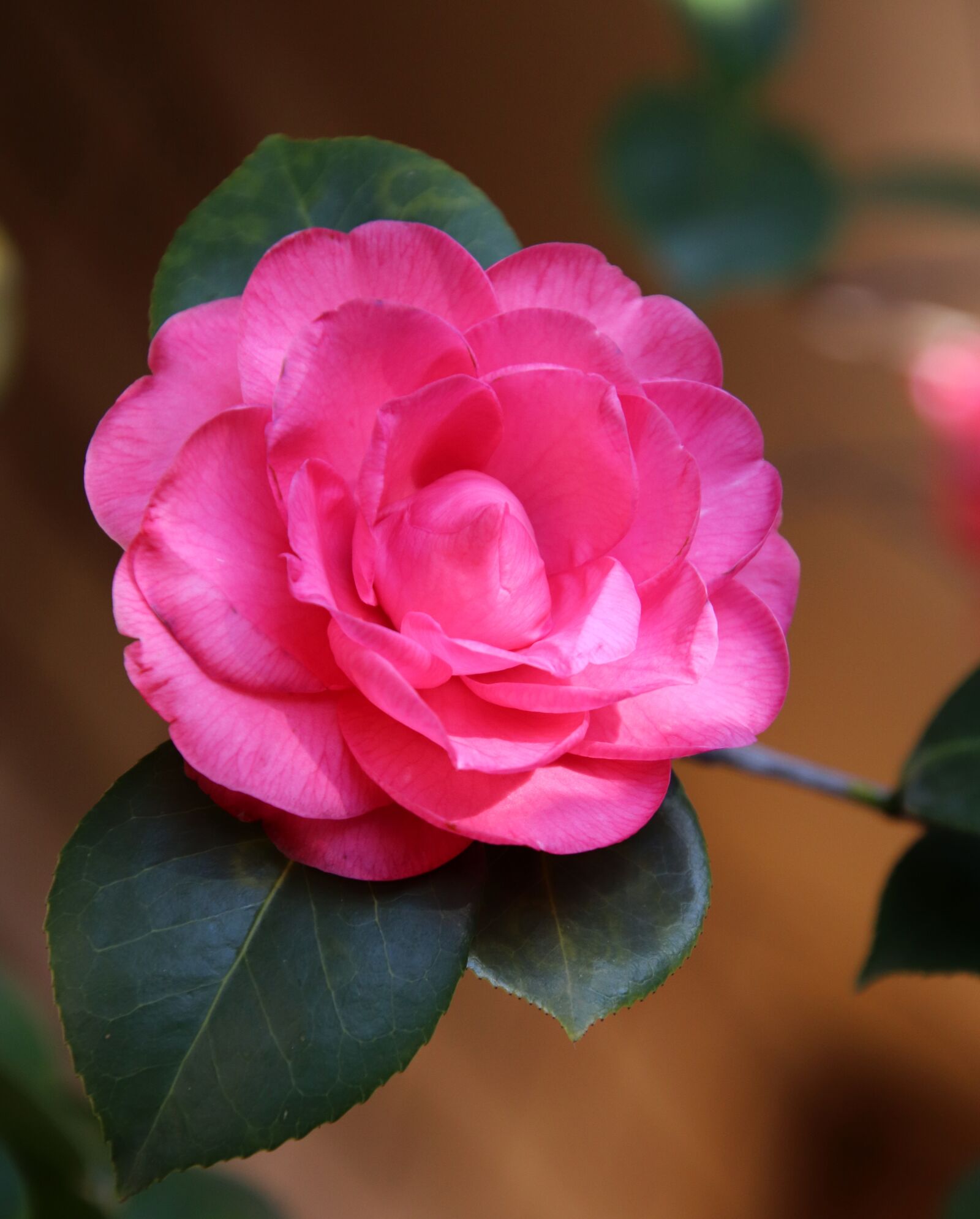 Canon EOS 800D (EOS Rebel T7i / EOS Kiss X9i) sample photo. Flower, camellia, pink photography