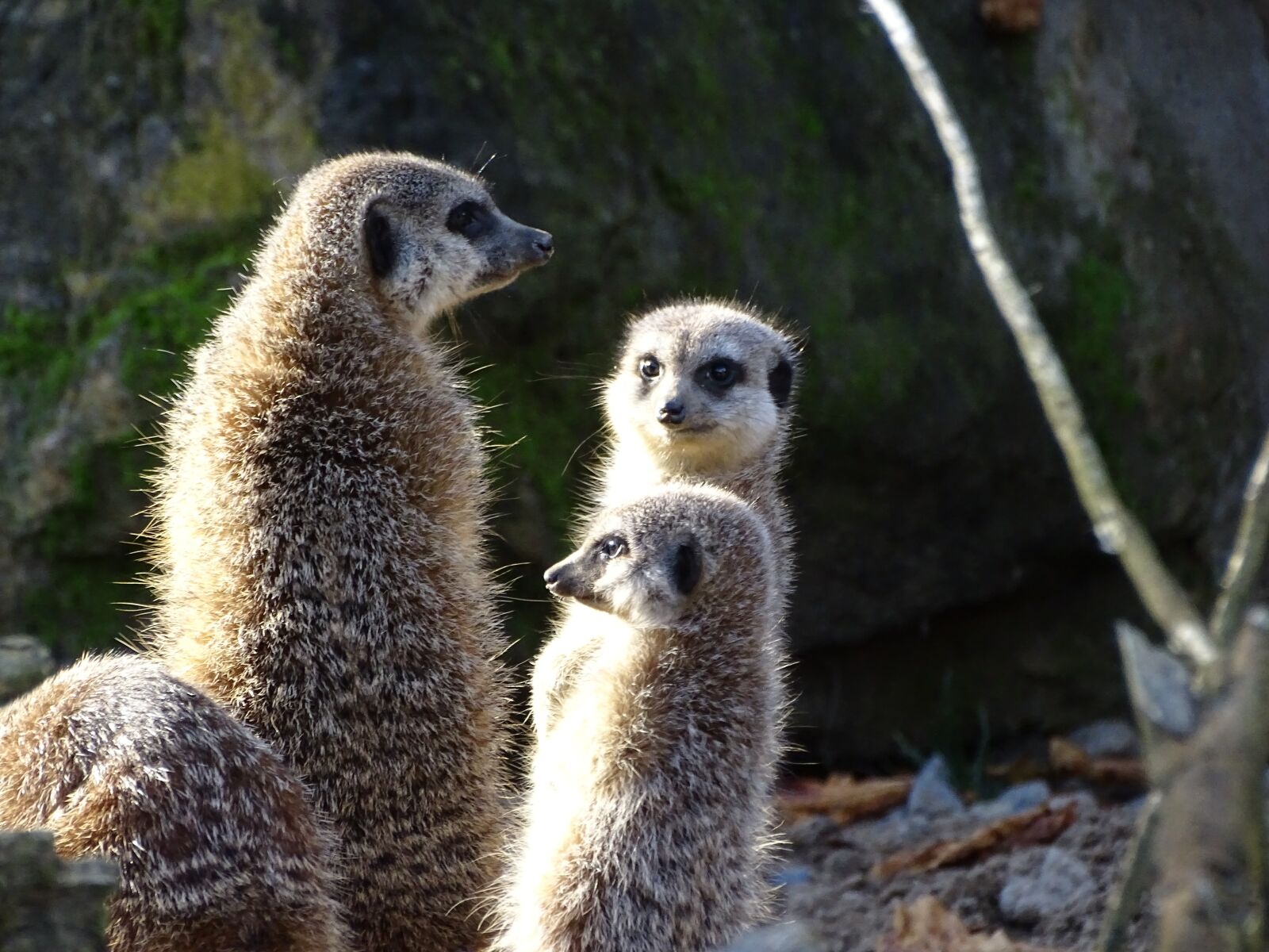 Sony Cyber-shot DSC-HX400V sample photo. Meerkat, animal, mammal photography