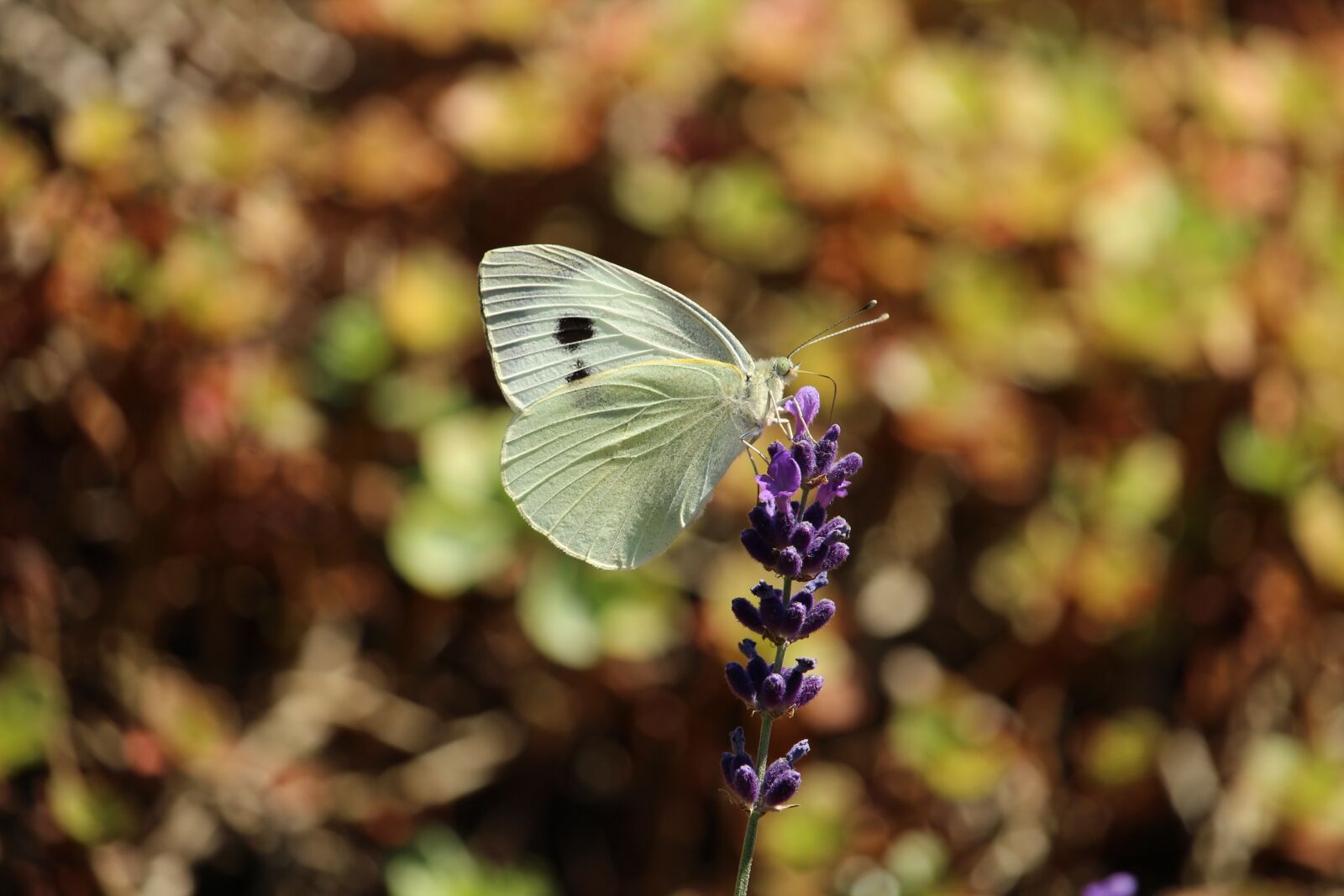 Canon EOS 1200D (EOS Rebel T5 / EOS Kiss X70 / EOS Hi) sample photo. Butterfly, lavender, white photography