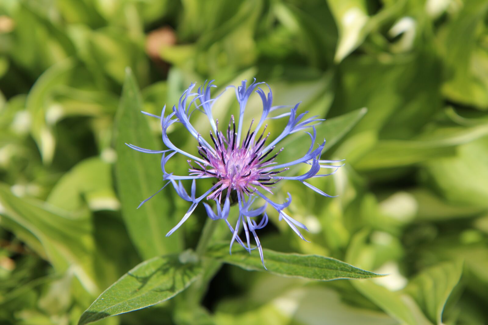 Canon EOS 600D (Rebel EOS T3i / EOS Kiss X5) sample photo. Blueberry, wild flower, blue photography