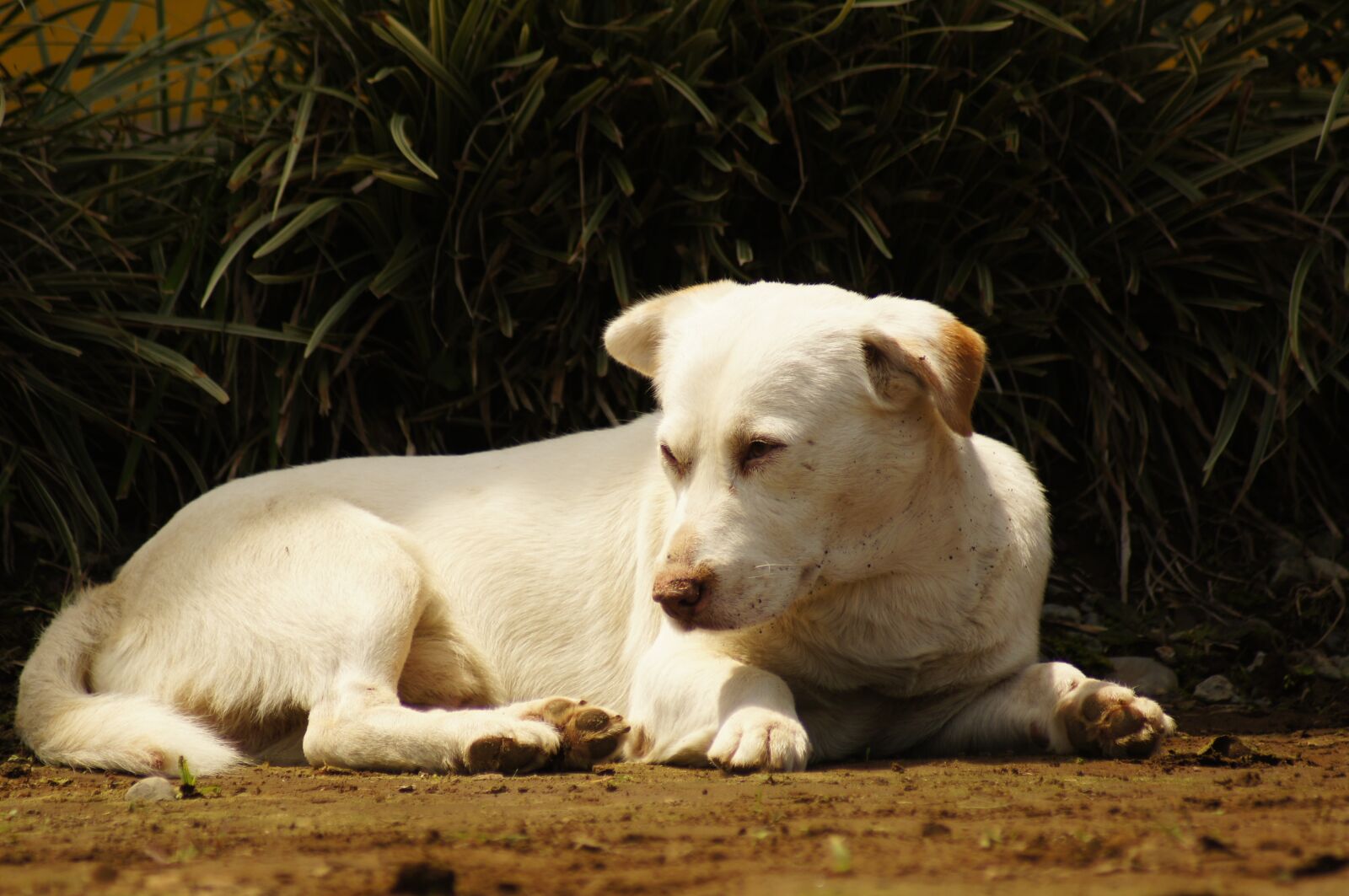 Sony SLT-A55 (SLT-A55V) sample photo. My, dogs, the photography
