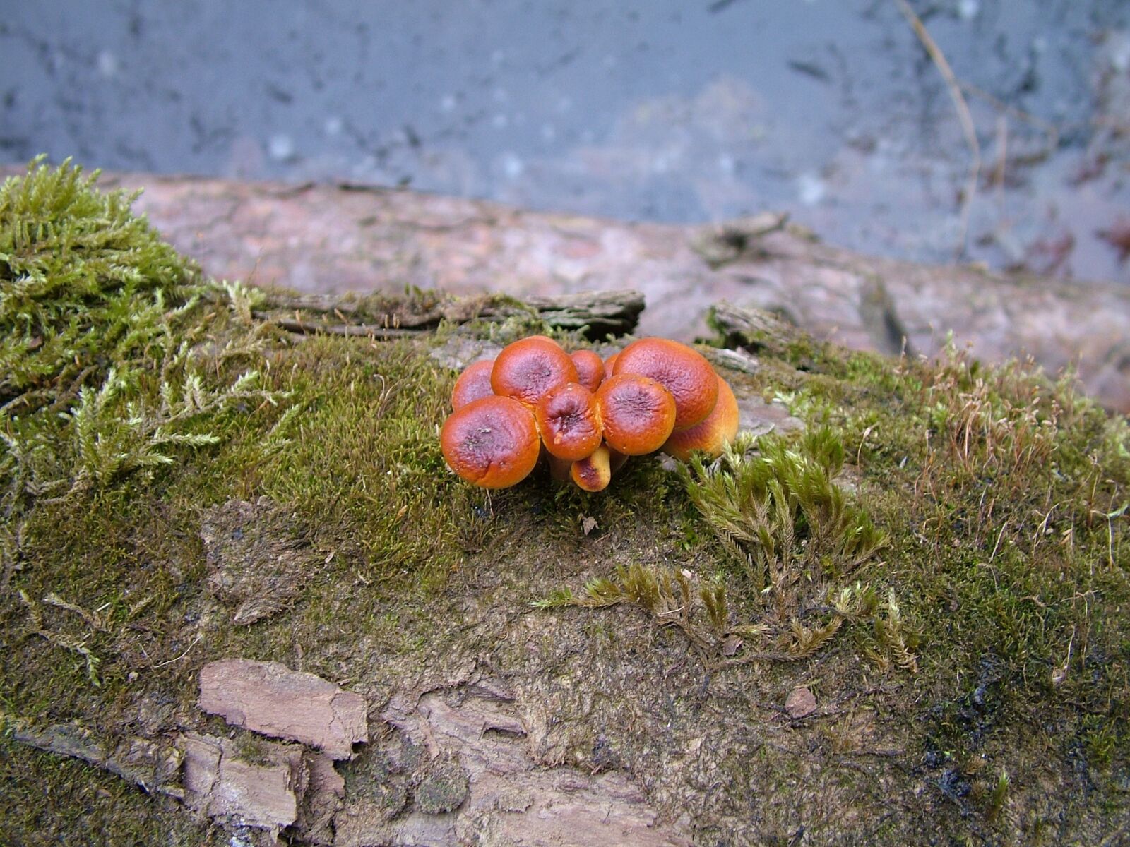 Fujifilm FinePix S7000 sample photo. Mushroom, toadstools, fungi photography