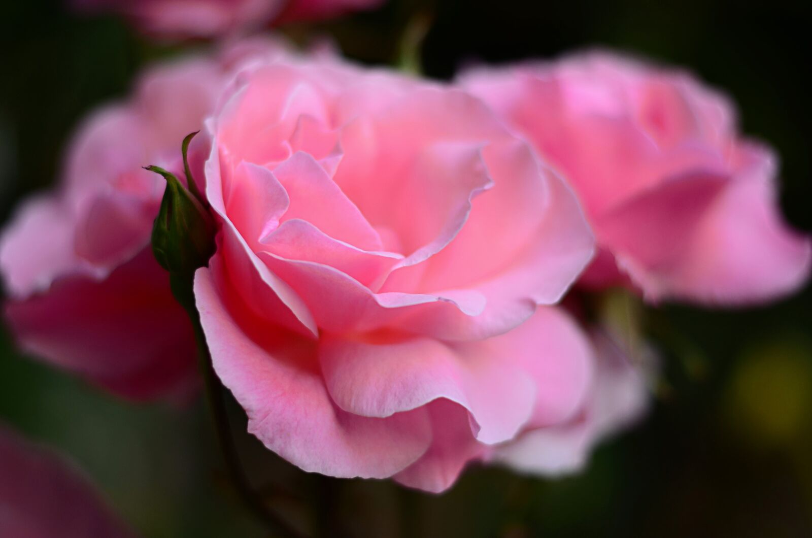 Nikon D5100 sample photo. Rose, flower, nature photography