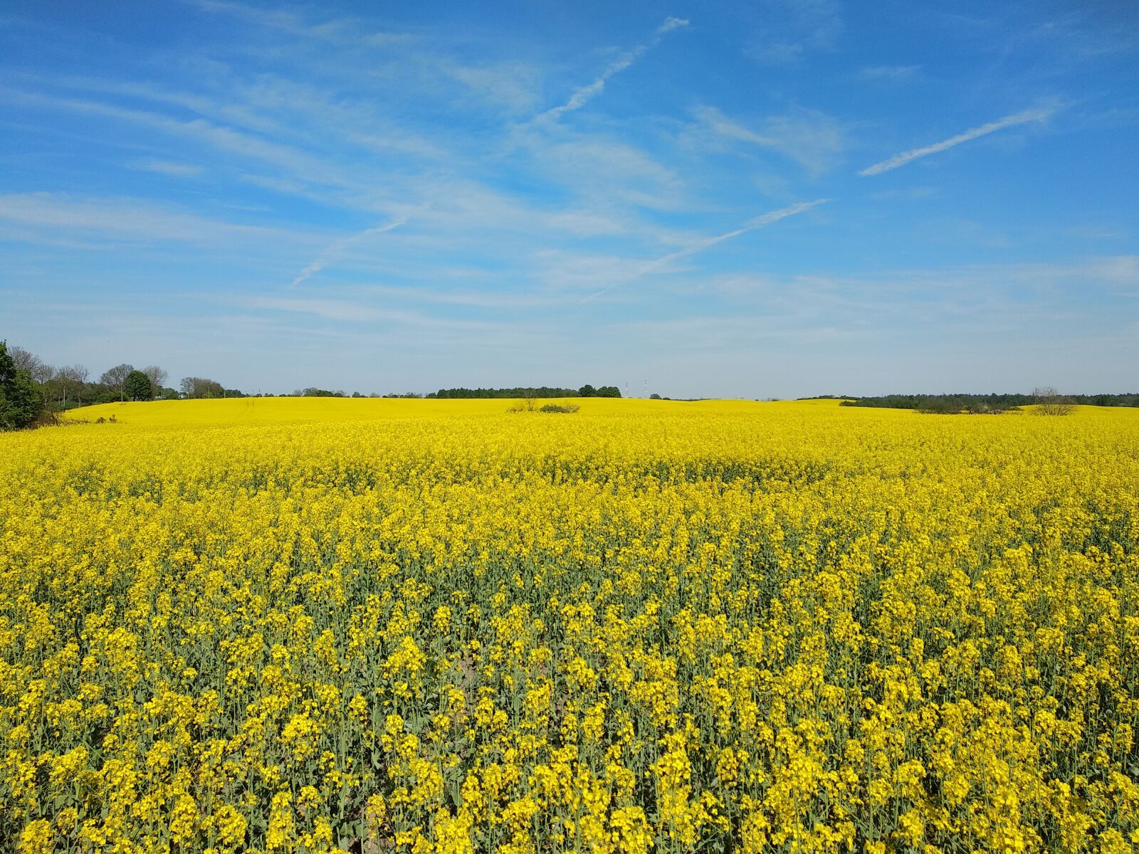 Xiaomi Mi A1 sample photo. Rape, yellow, sky photography