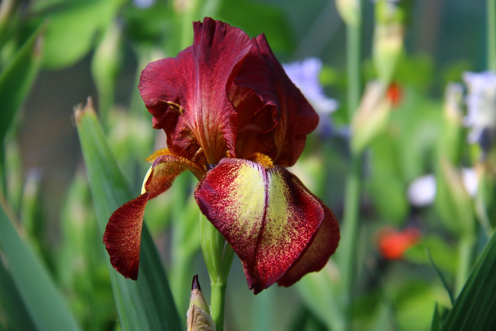Canon EOS 70D sample photo. Iris, burgundy flowers, garden photography