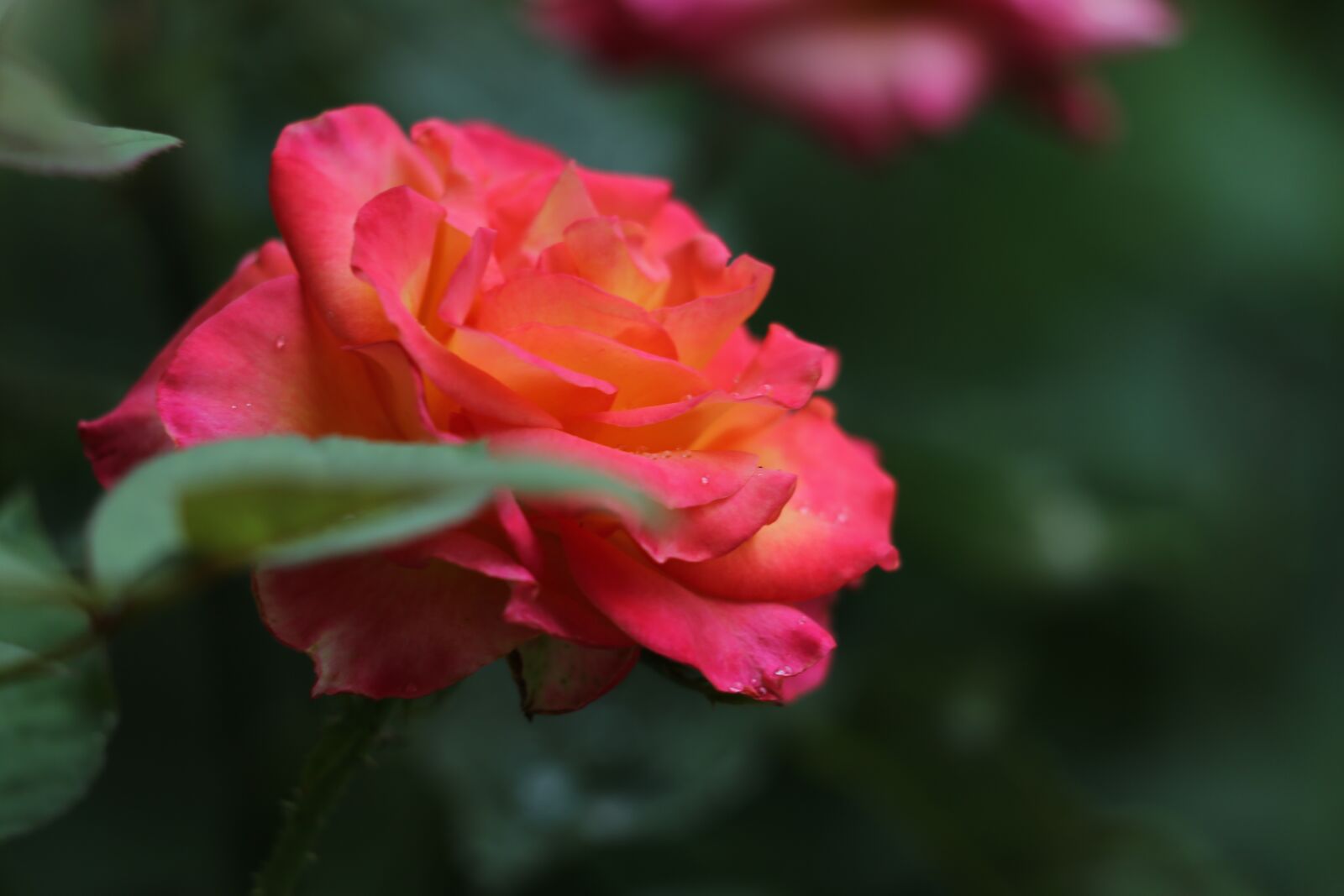 Canon EF 70-300 F4-5.6 IS II USM sample photo. Red yellow rose, alinka photography