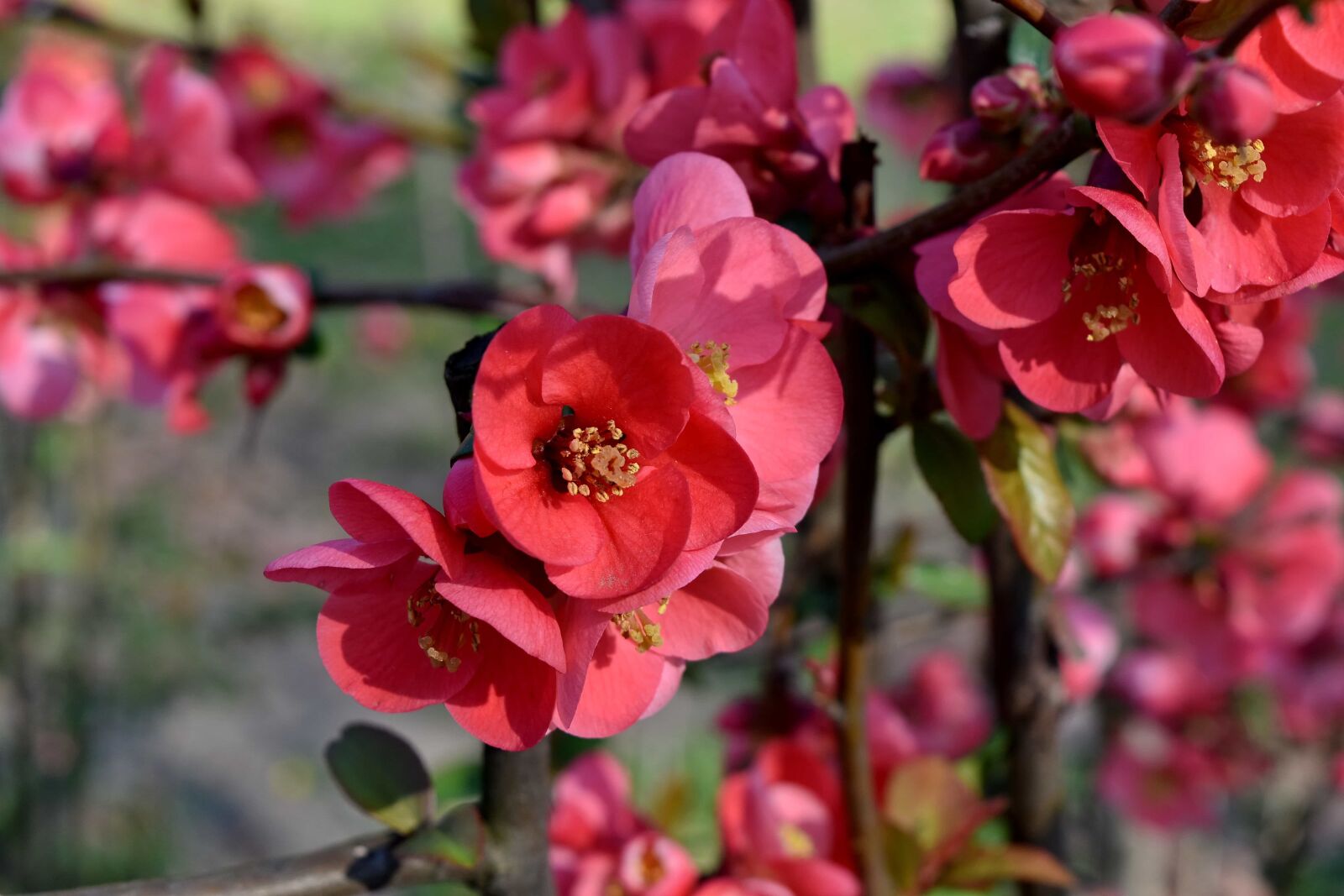 Nikon D5500 sample photo. Nature, shrub, pink, flower photography