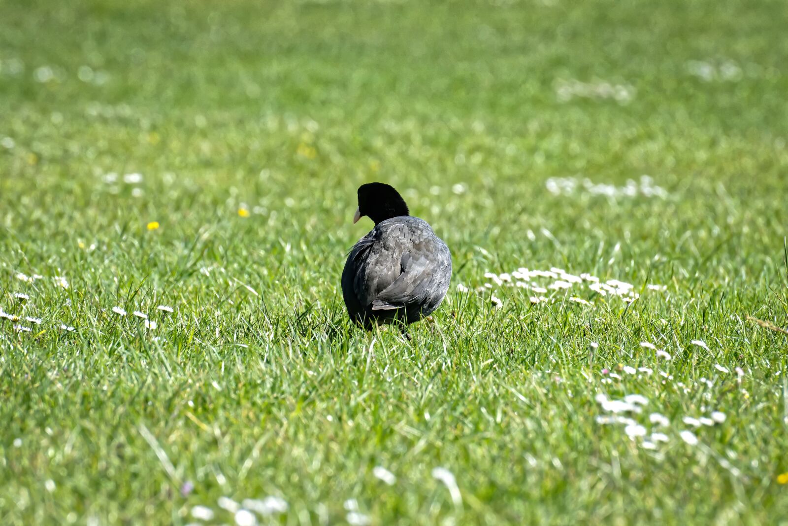 Nikon D7200 sample photo. Coot, water bird, animal photography