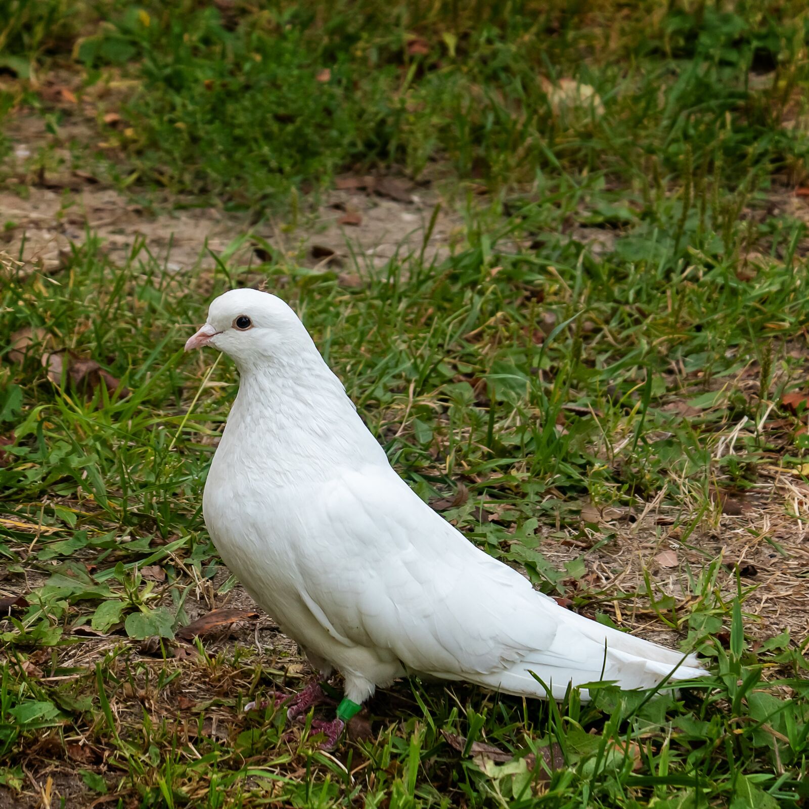 Canon PowerShot G3 X sample photo. Animal, dove, bird photography