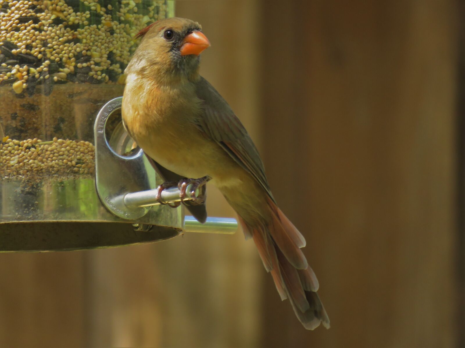 Canon PowerShot SX60 HS sample photo. Cardinal, female, natural photography