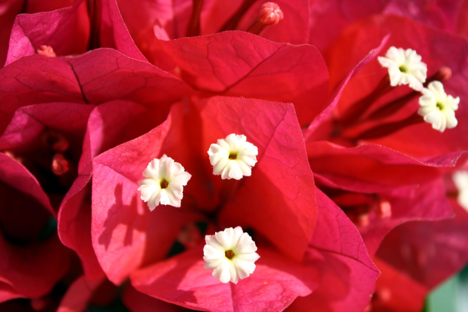 Canon EOS 1000D (EOS Digital Rebel XS / EOS Kiss F) sample photo. Bugambilias, flowers, garden photography