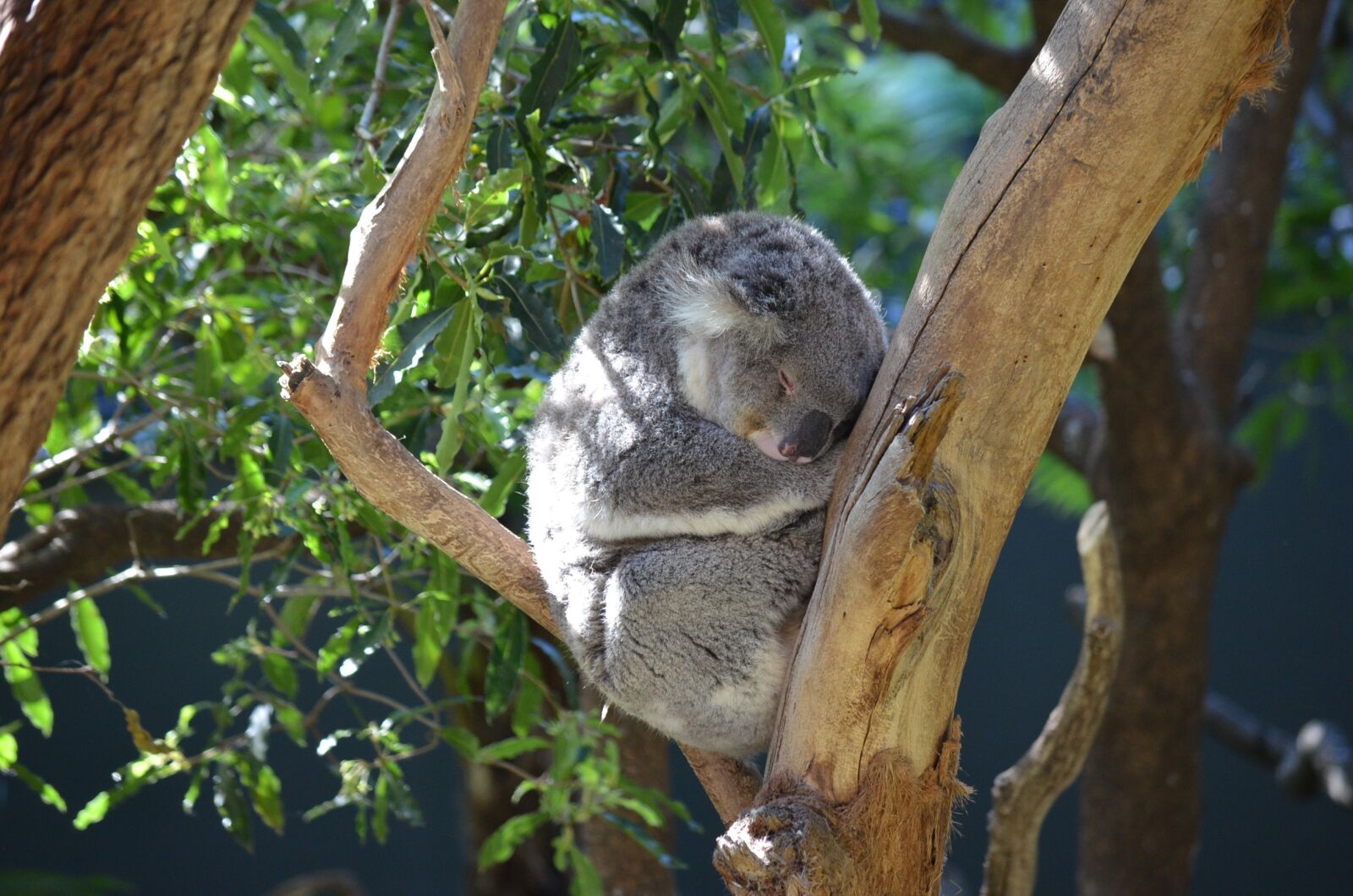 Nikon D5100 sample photo. Koala, marsupial, animal photography