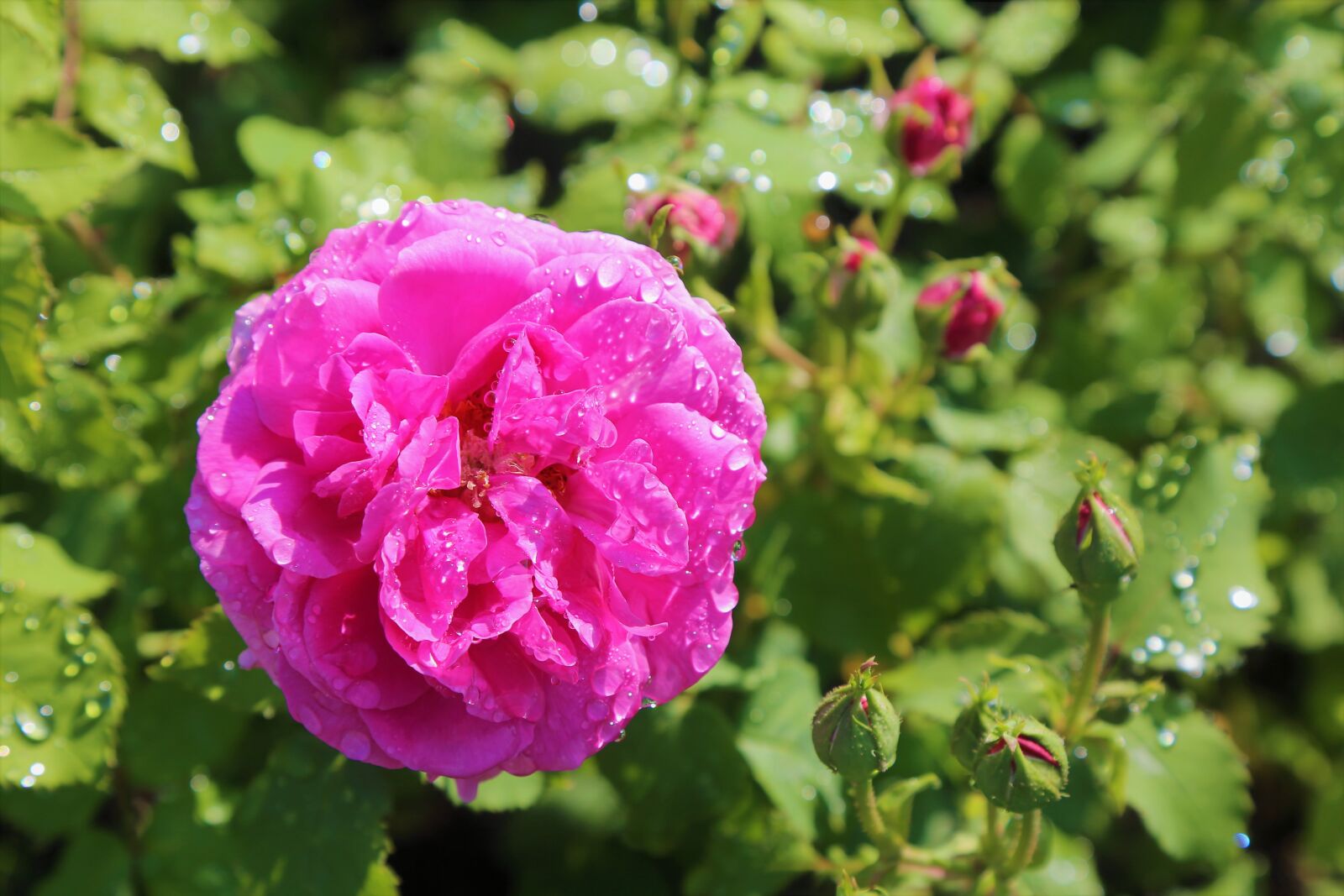 Canon EOS 5D Mark III sample photo. Rose, flower, spring photography