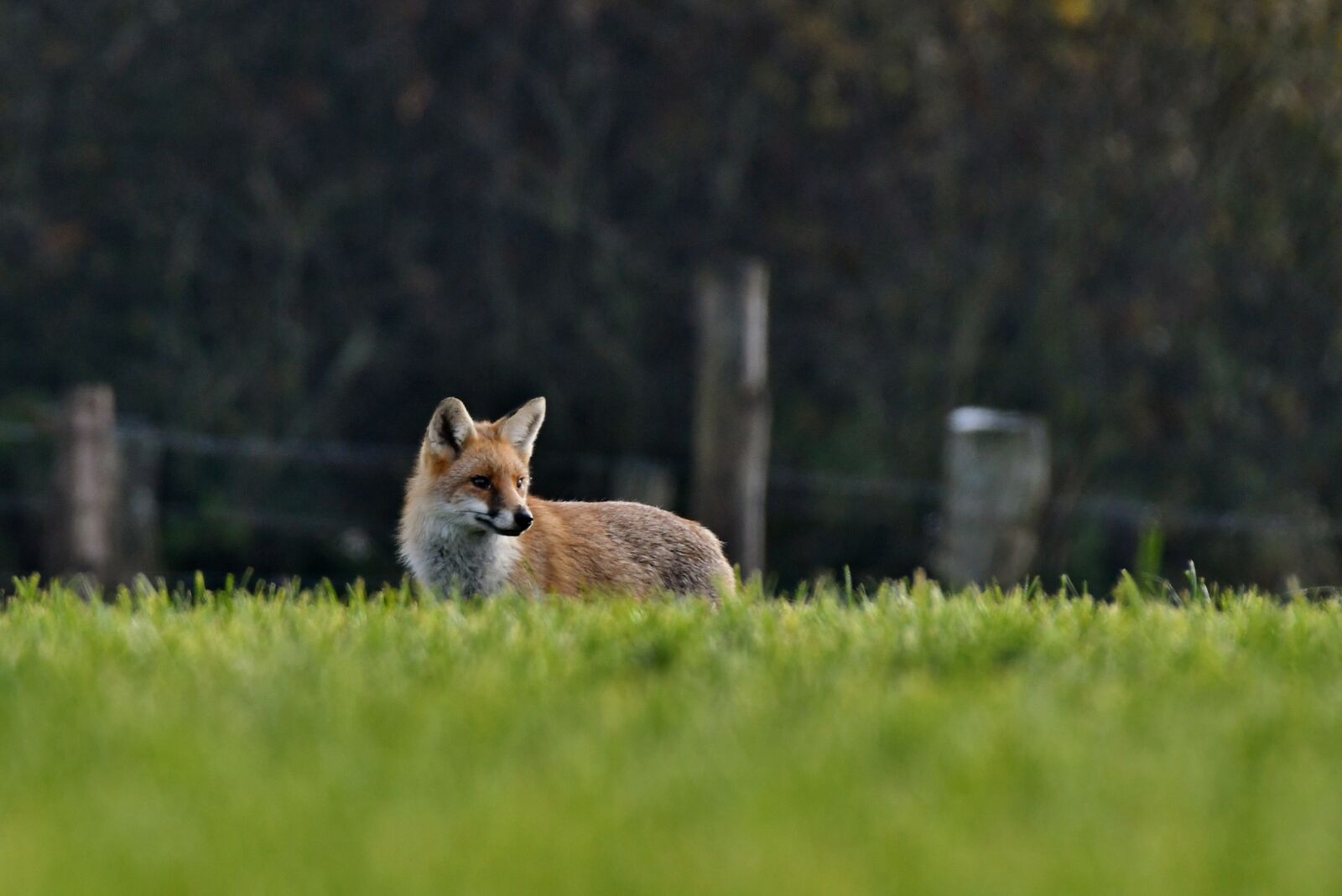 Nikon D500 sample photo. Fox, predator, wild photography