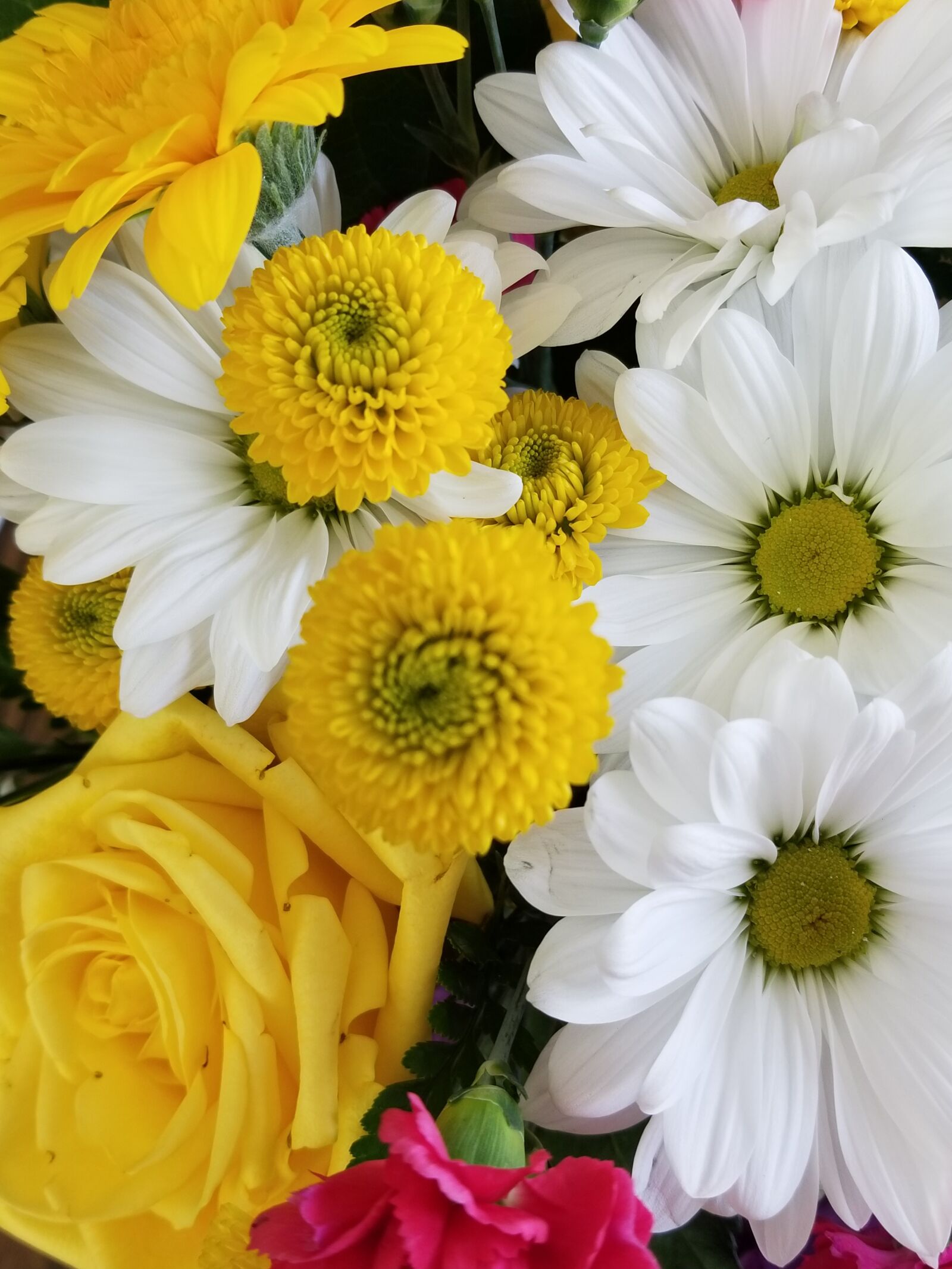 Samsung Galaxy S8 sample photo. Daisy, flower, daisies photography