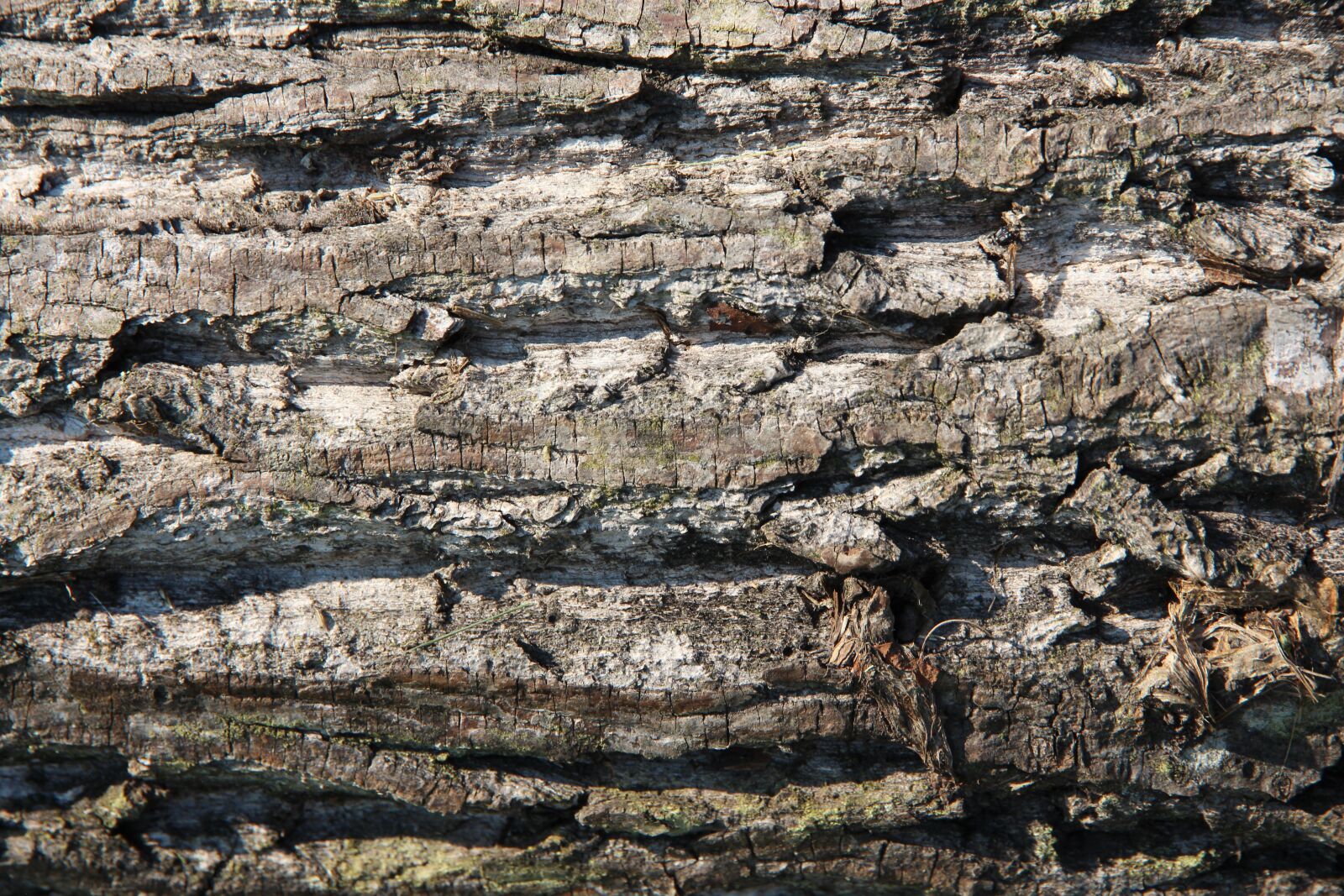 Canon EOS 650D (EOS Rebel T4i / EOS Kiss X6i) sample photo. Oak, bark, tree photography