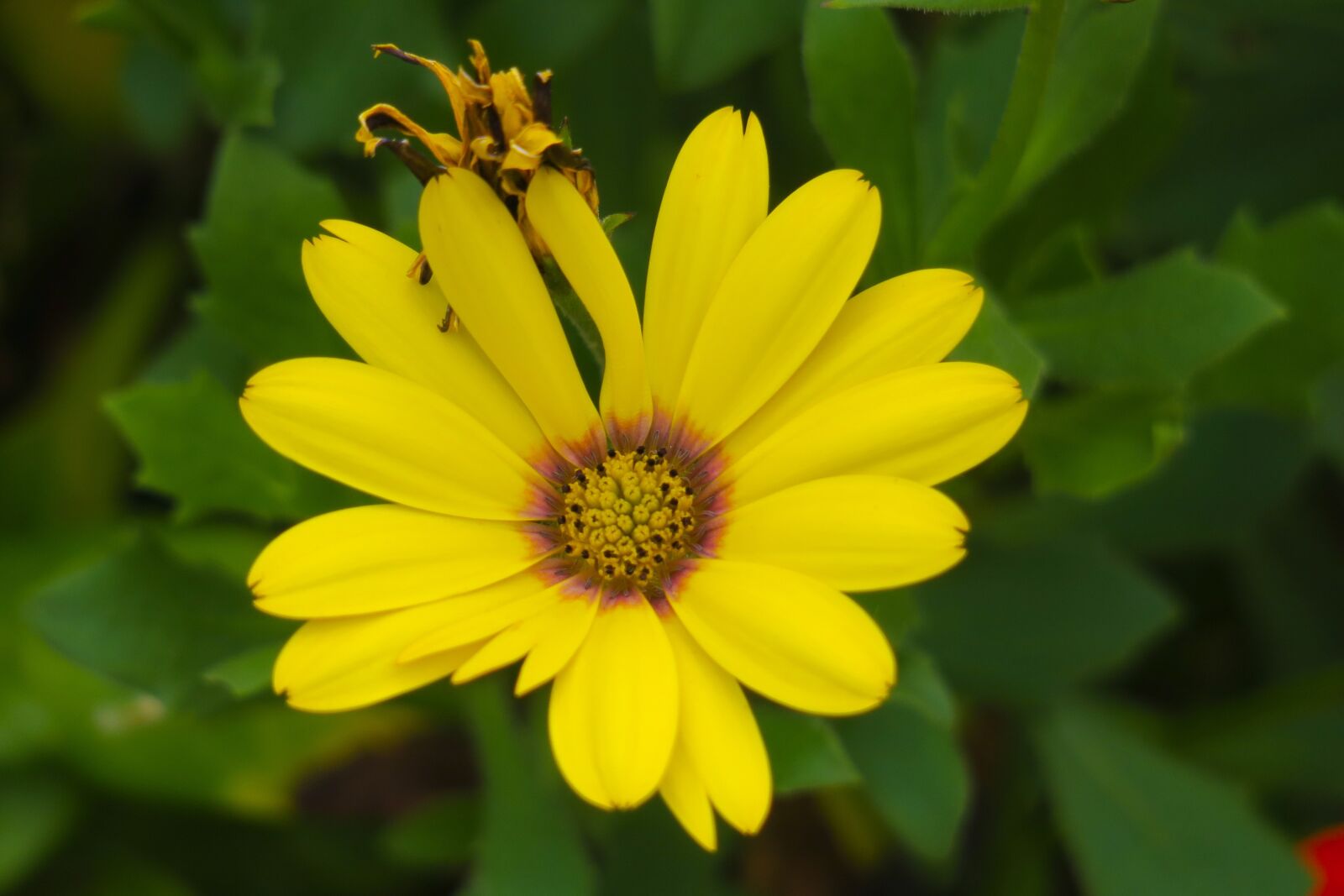 Canon PowerShot G3 X sample photo. Flower, natural, summer photography