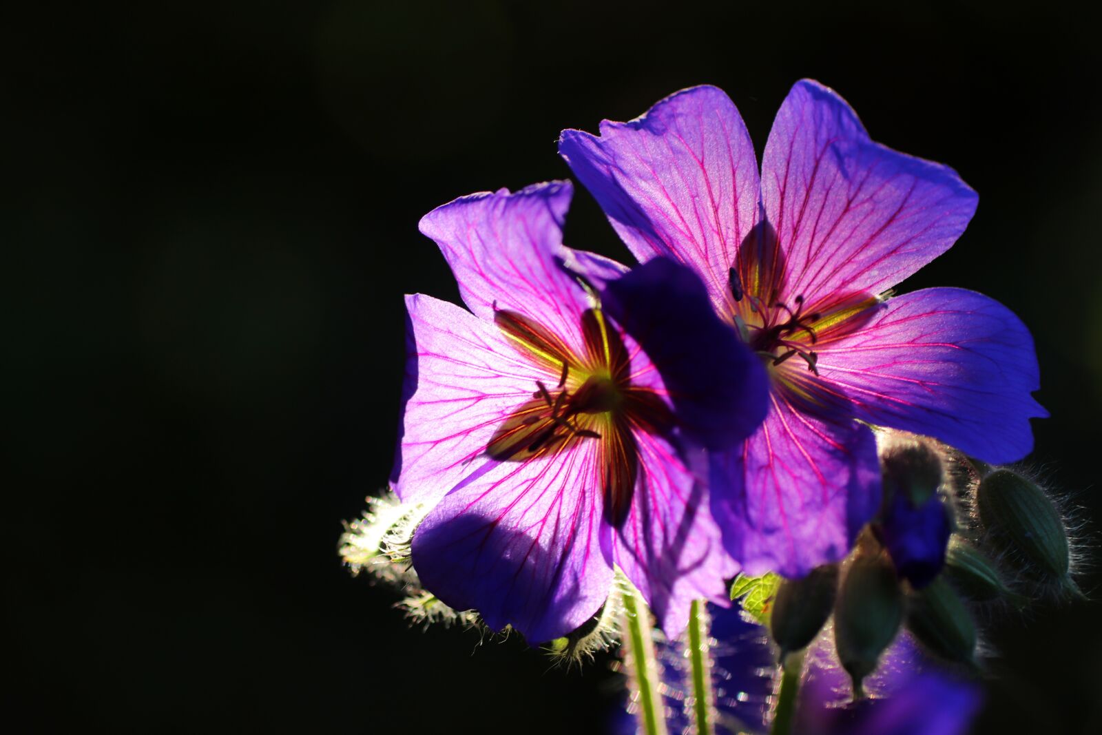 Tamron SP 90mm F2.8 Di VC USD 1:1 Macro sample photo. Cranesbill, backlighting, flower photography