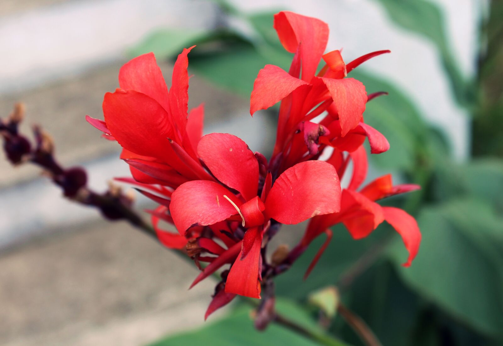 Canon EOS 700D (EOS Rebel T5i / EOS Kiss X7i) sample photo. Flower, red, nature photography