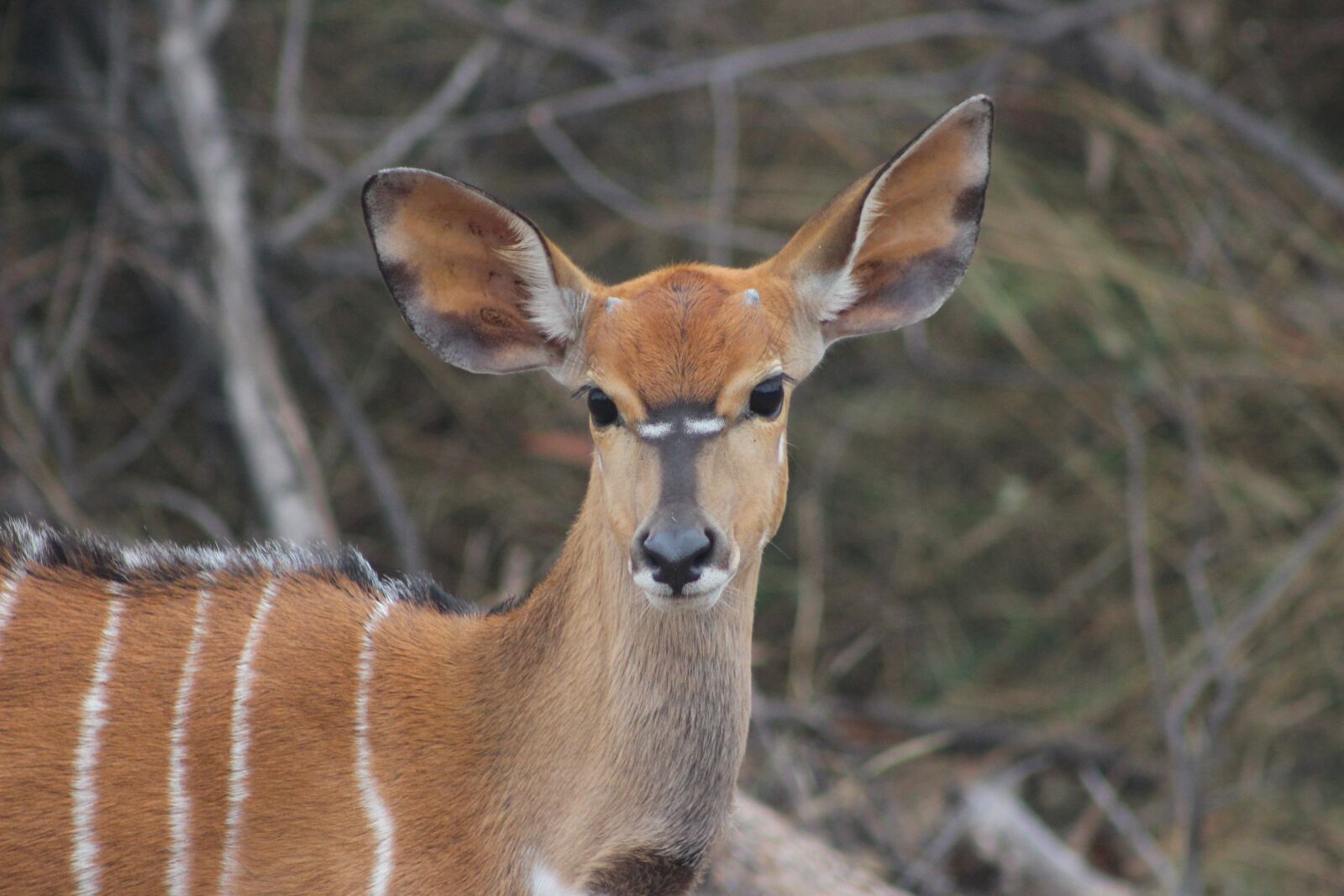 Canon EOS 600D (Rebel EOS T3i / EOS Kiss X5) + Canon EF 75-300mm f/4-5.6 sample photo. Buck, nature, kudu photography