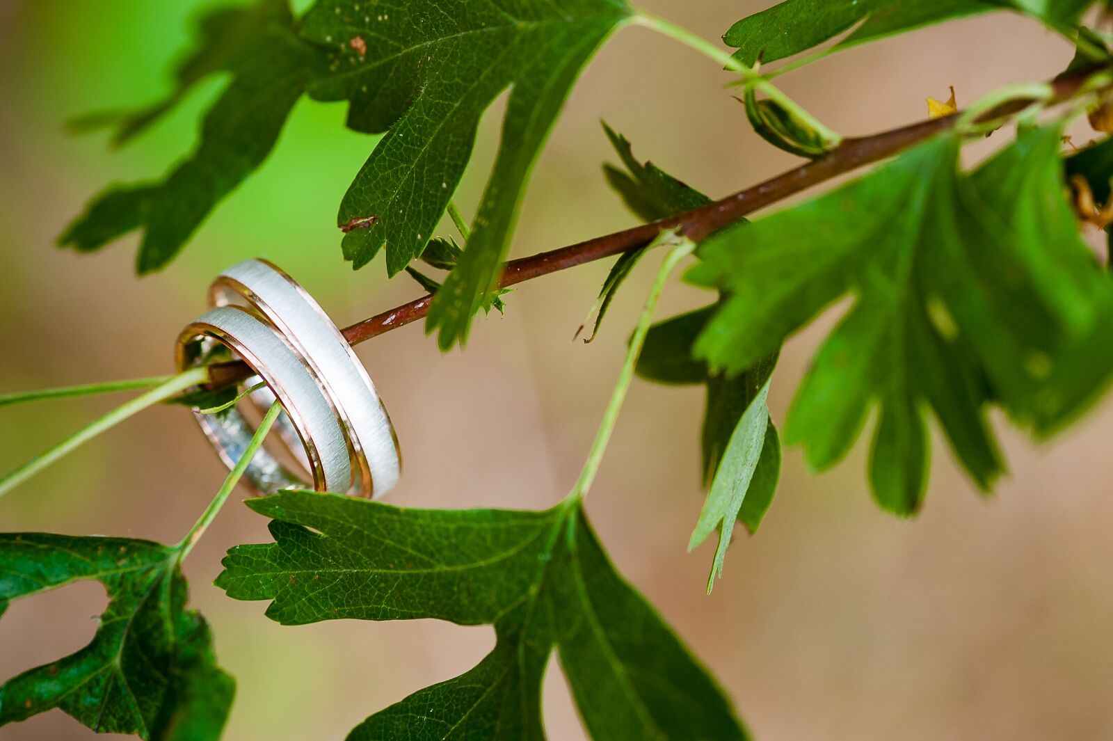 Nikon D700 sample photo. Wedding, rings, tree photography
