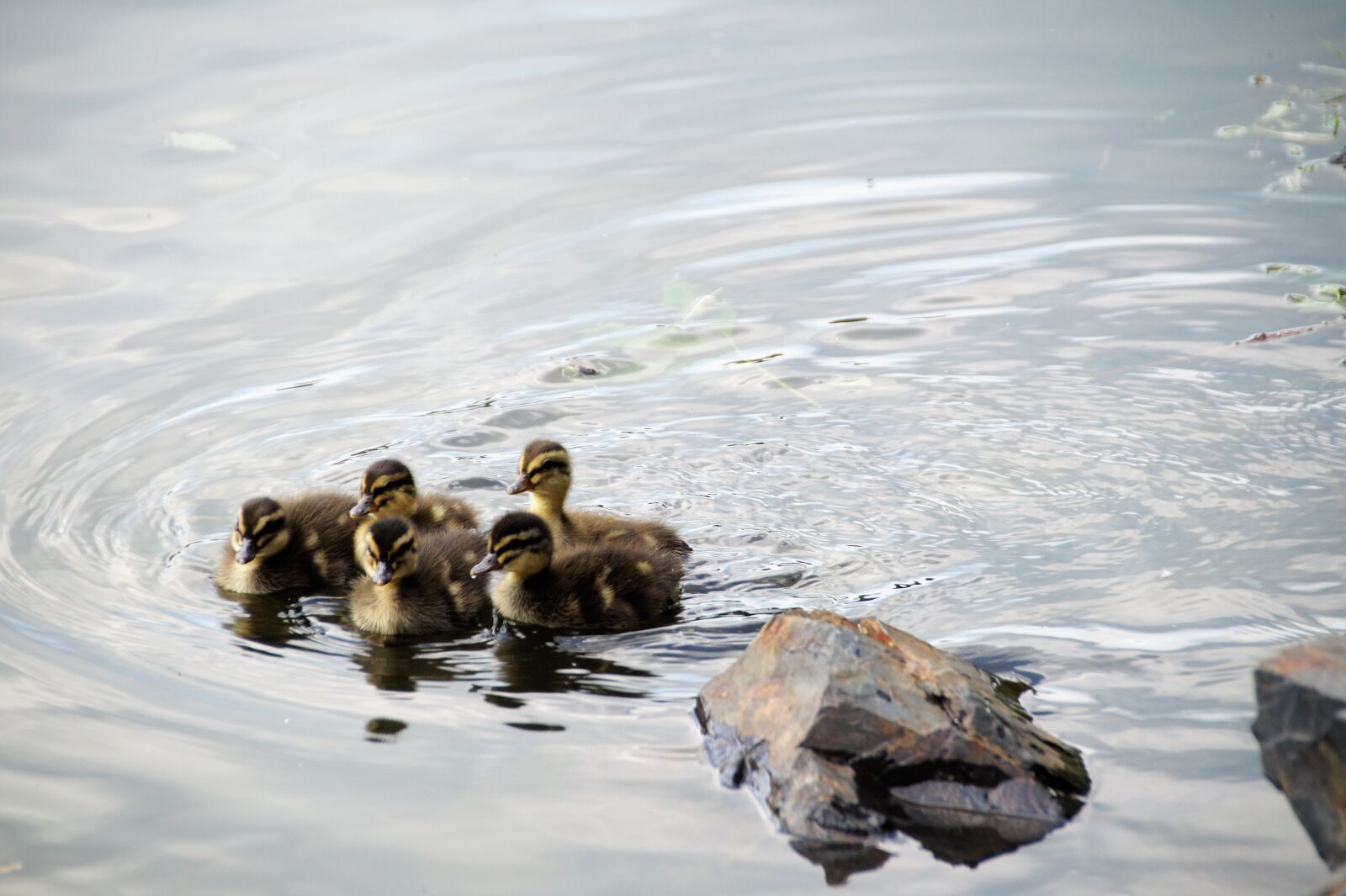 Sony SLT-A58 sample photo. Duck, wild, water photography
