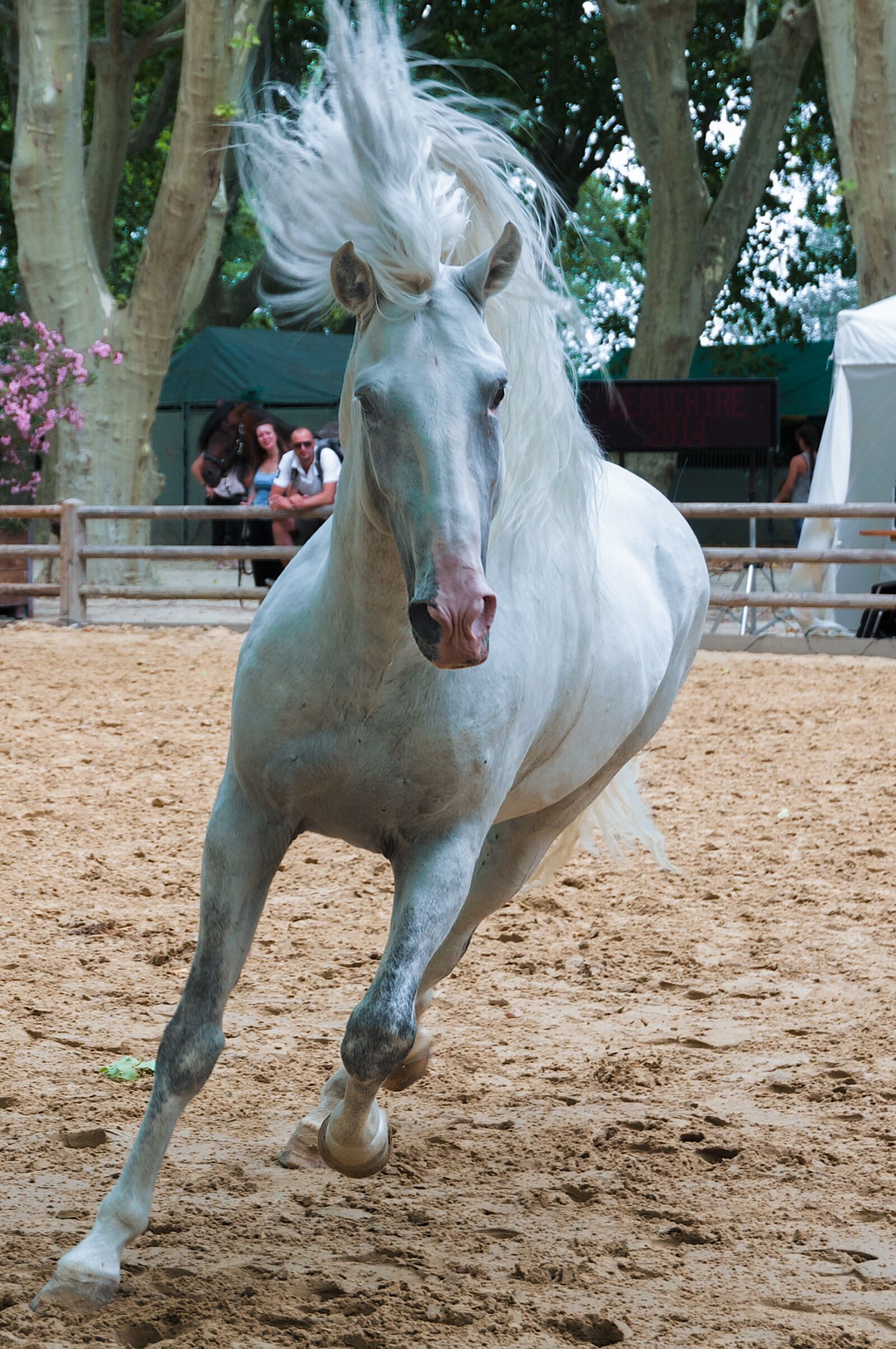 Nikon D300S sample photo. Horseback riding, horse, dressage photography