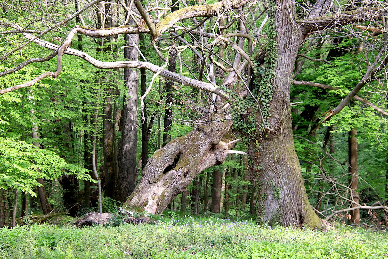 Canon EOS 800D (EOS Rebel T7i / EOS Kiss X9i) sample photo. Trees, oak, plants photography