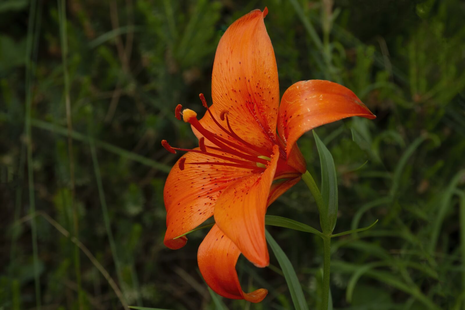 Nikon D7100 sample photo. Lily, flower, plant photography