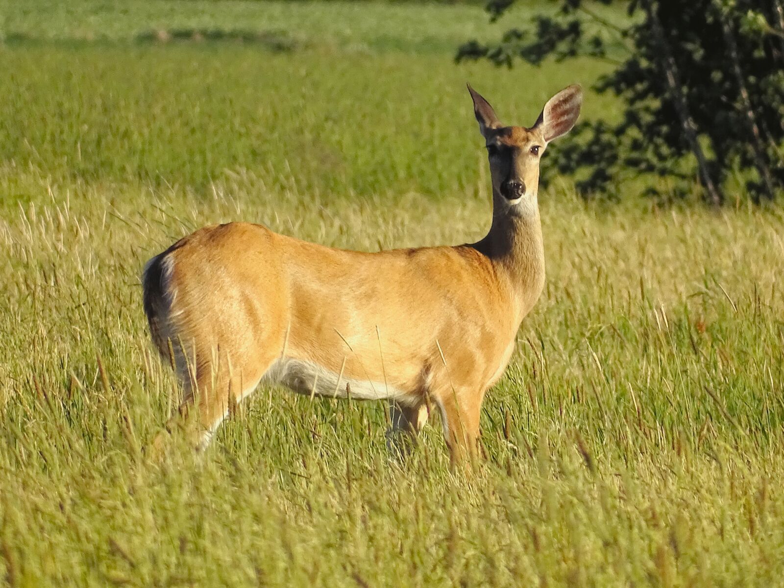 Sony Cyber-shot DSC-HX400V sample photo. Deer, summer, rural photography