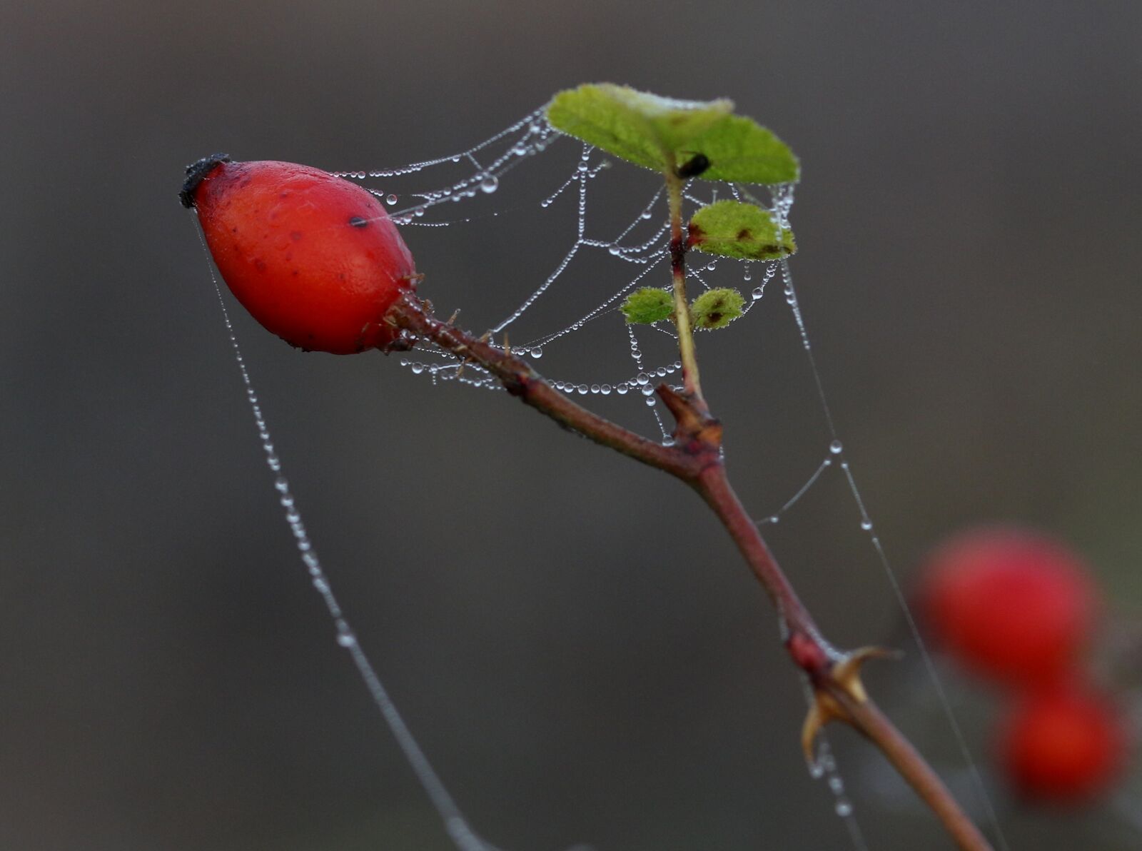 Canon EF-S 60mm F2.8 Macro USM sample photo. Maces, fruit, wild photography