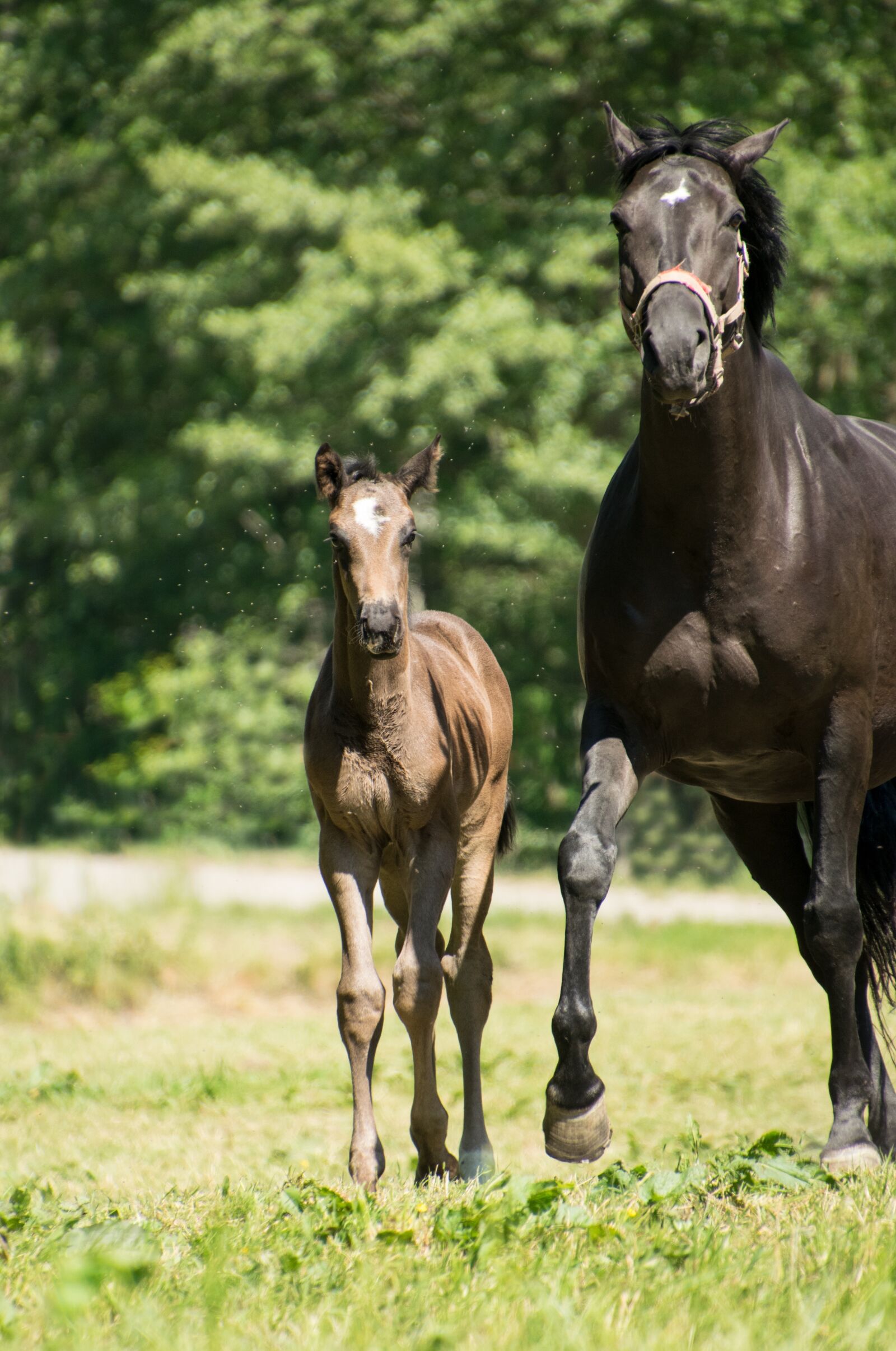 Nikon D3300 sample photo. Foal, mare, horse photography