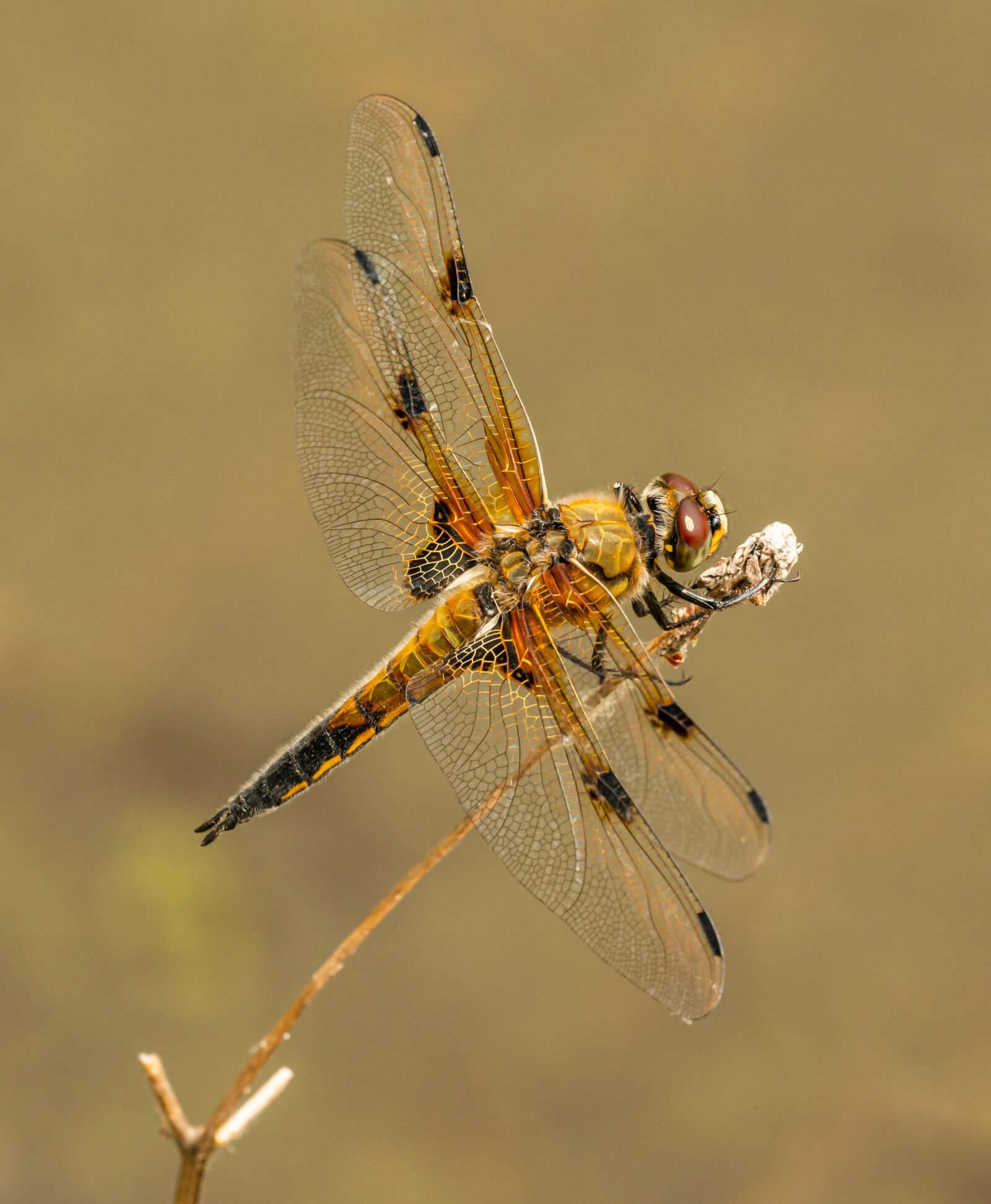 Nikon D800E sample photo. Insect, dragonfly, macro photography