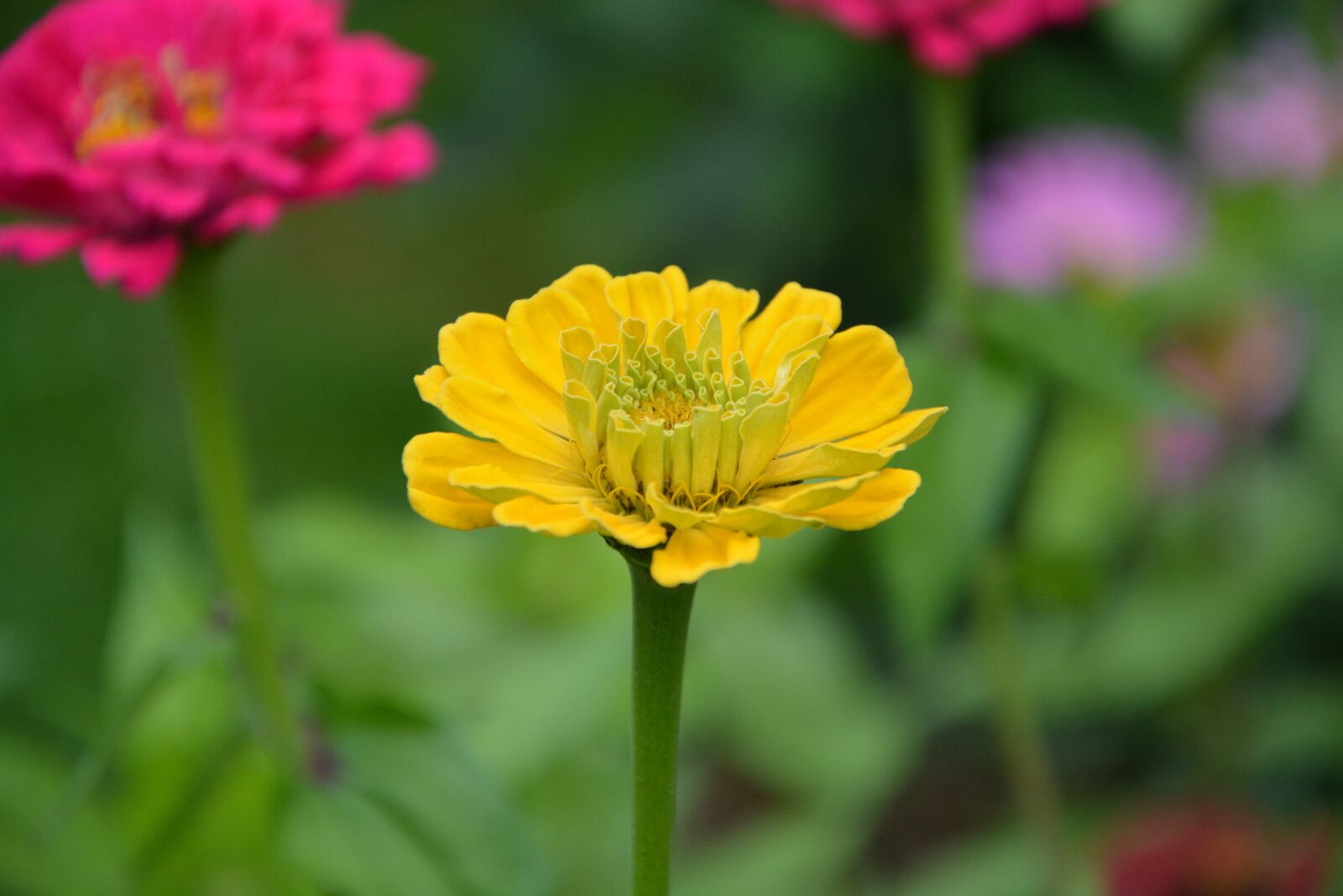 Nikon D5200 sample photo. Yellow flower, plant, green photography
