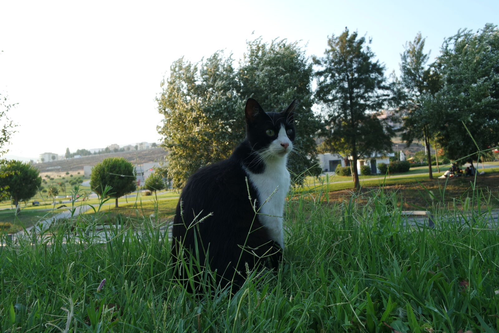 NX-M 9mm F3.5 sample photo. Cat, cats, grass, park photography