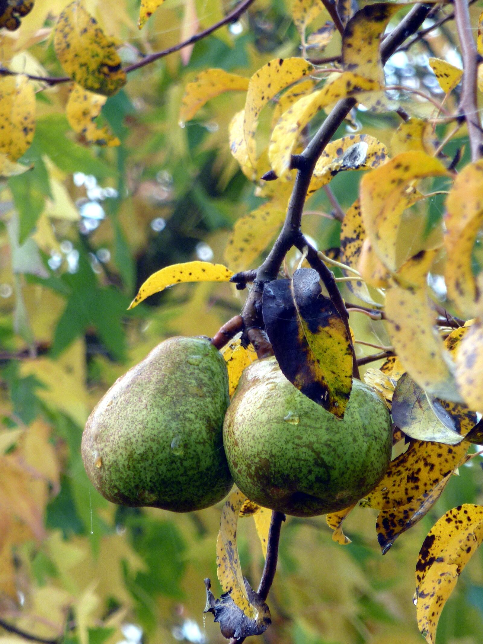 Panasonic DMC-TZ7 sample photo. Fruit, fall, pears photography