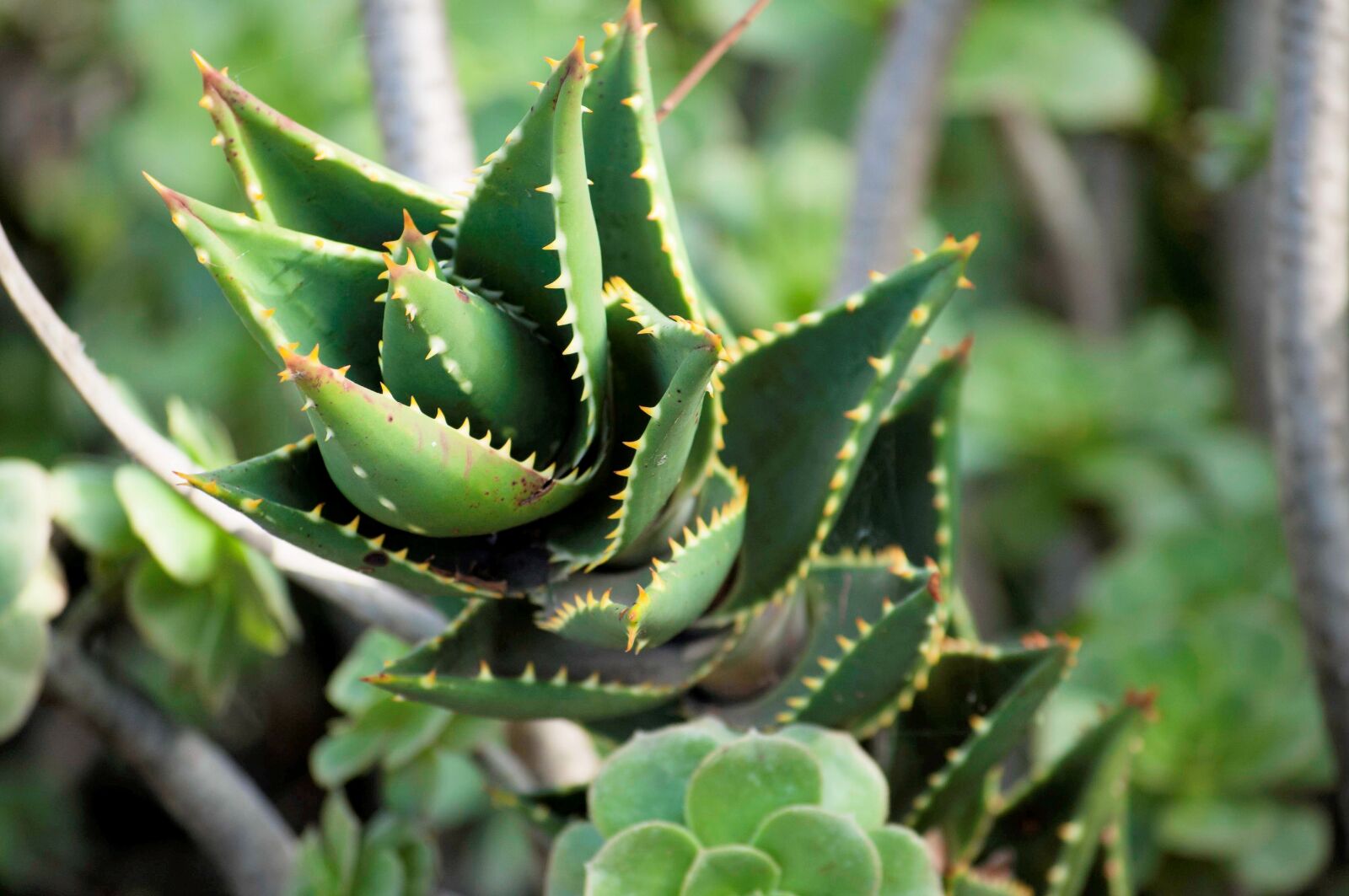 Nikon D90 sample photo. Green, succulent, botanical photography