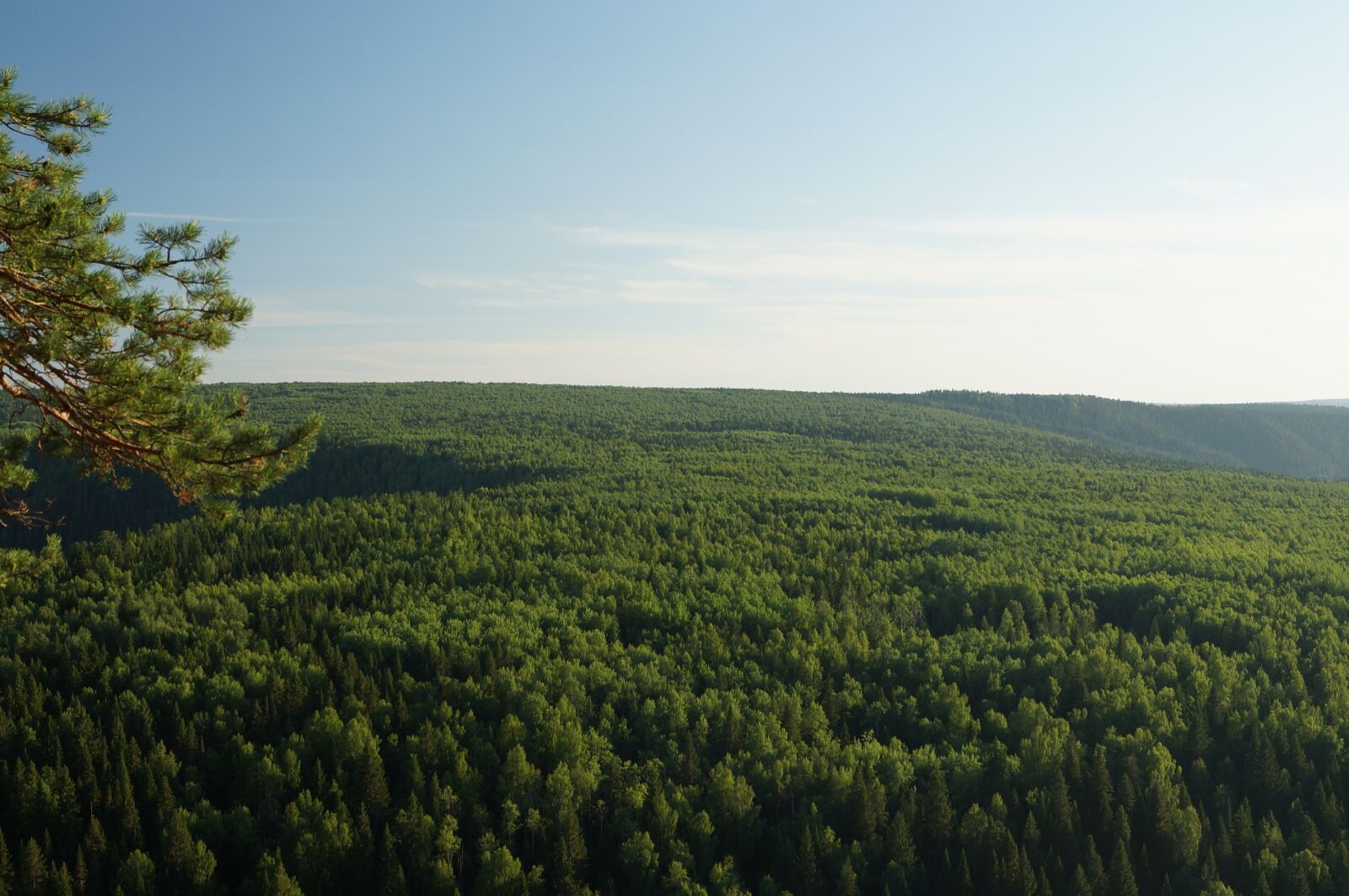 Sony SLT-A57 + Sony DT 18-55mm F3.5-5.6 SAM sample photo. Forest, trees, landscape photography