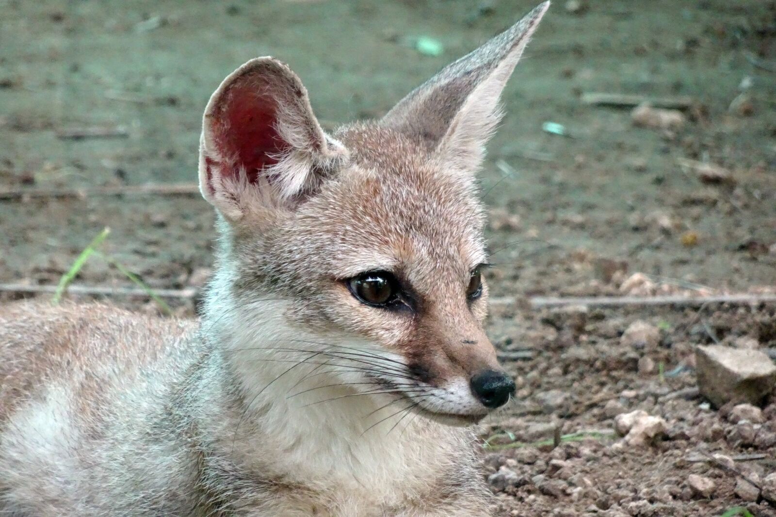 Sony Cyber-shot DSC-HX90V sample photo. Fox, bengal fox, vulpes photography