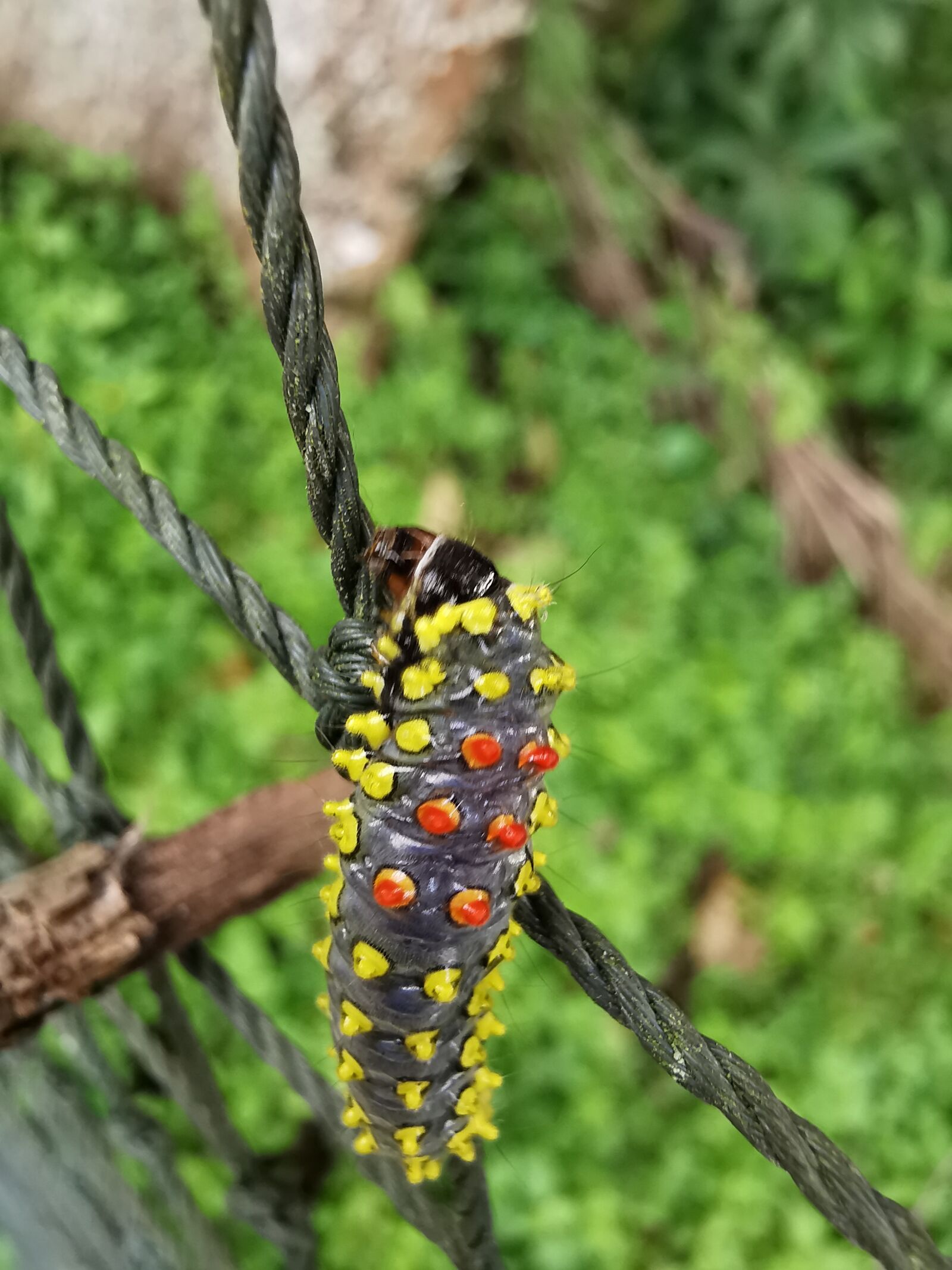 HUAWEI P30 Pro sample photo. Caterpillar, green, greeneries photography