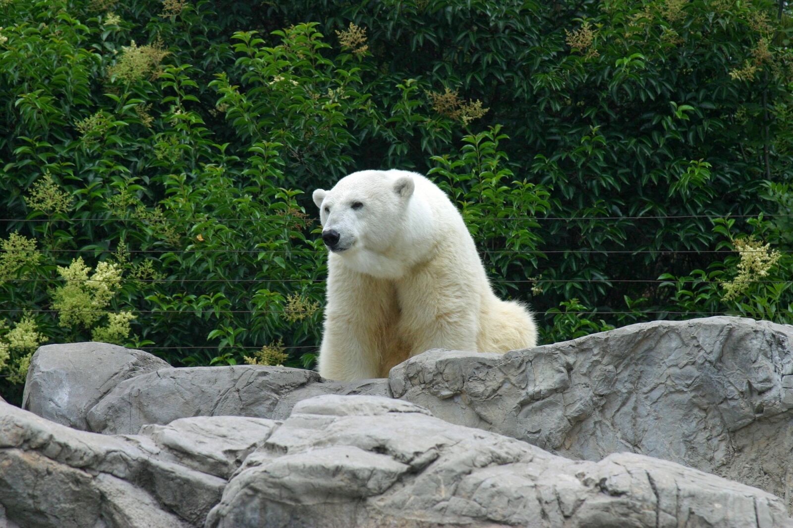 Canon EOS 300D (EOS Digital Rebel / EOS Kiss Digital) sample photo. Polar bear, zoo, white photography