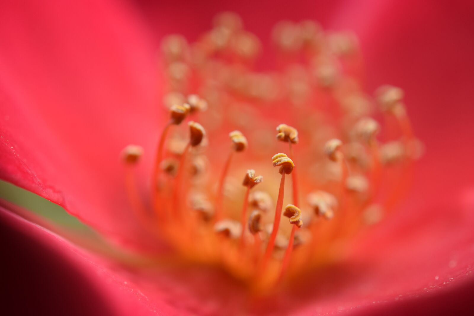 Nikon D3300 sample photo. Rose, red, blossom photography