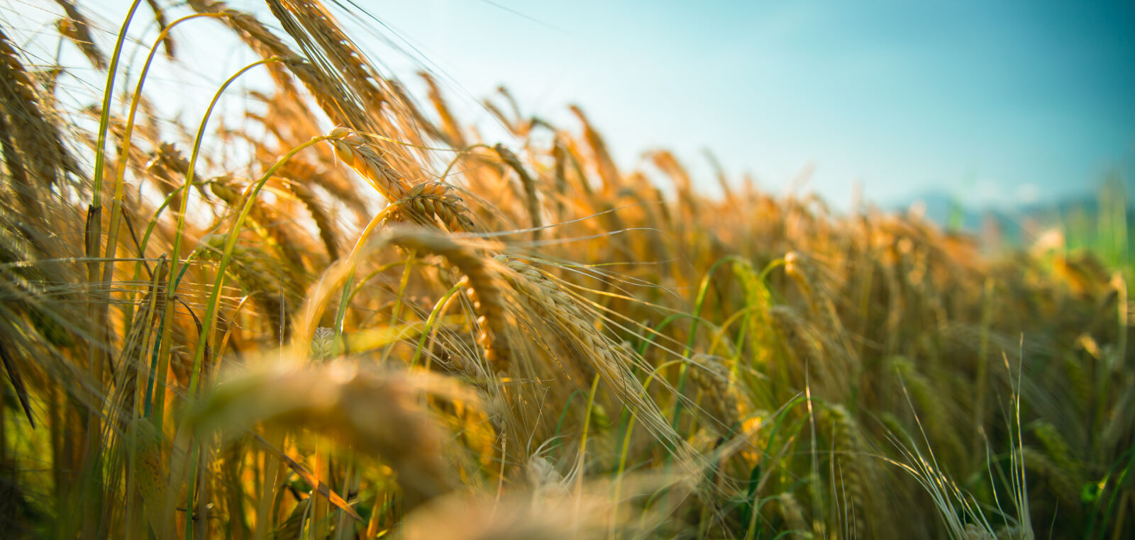 Nikon D610 sample photo. Field, nature, sky, sun photography