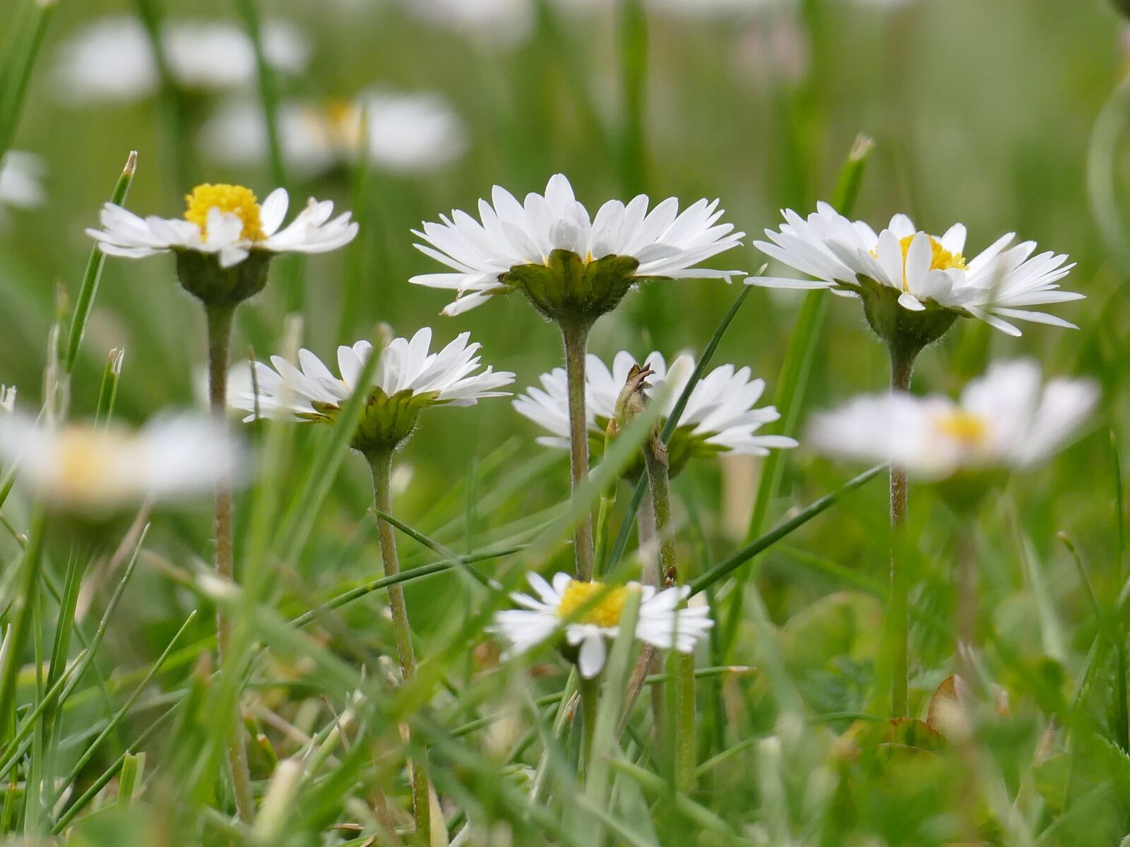 Panasonic Lumix DMC-FZ1000 sample photo. Meadow, daisy, spring photography