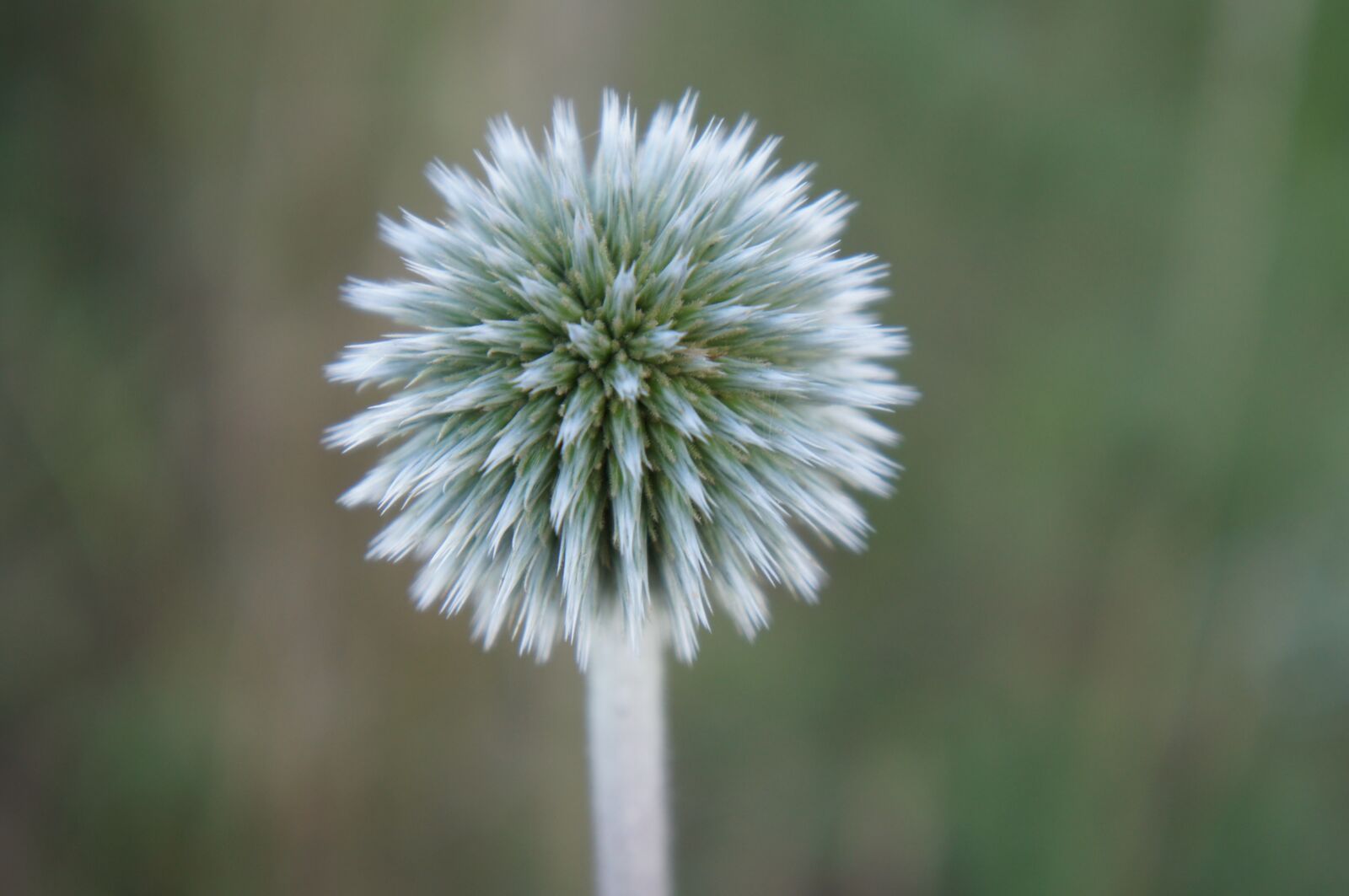 Sony Alpha NEX-C3 + Sony E 18-55mm F3.5-5.6 OSS sample photo. Flower, round, thistle photography